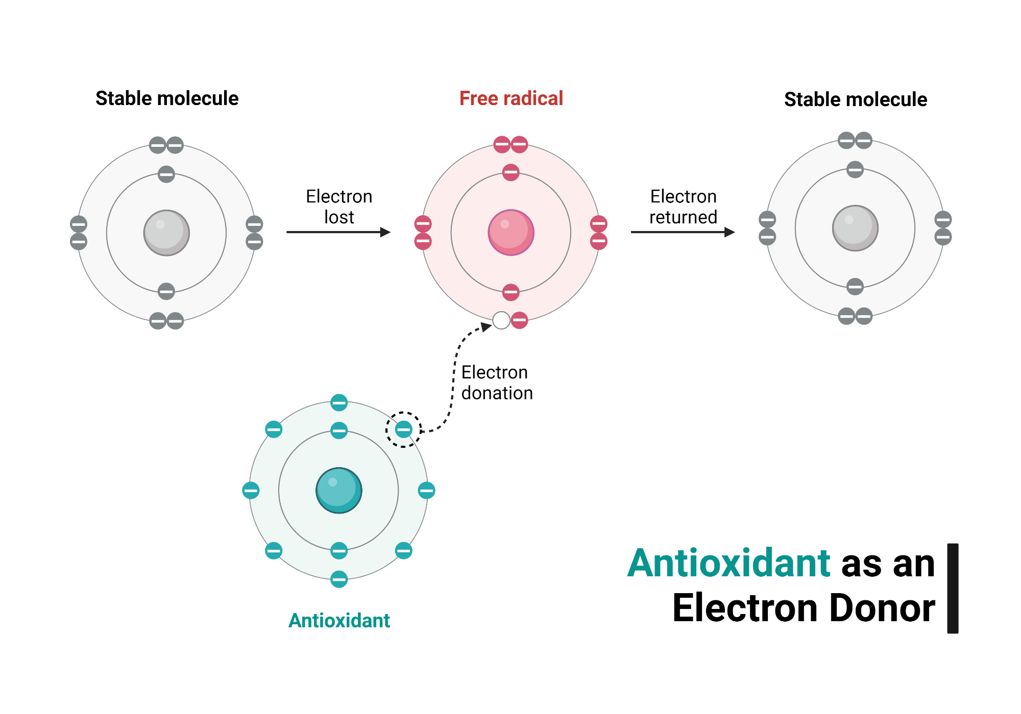 Antioxidant as an Electron Donor BioRender Science Templates