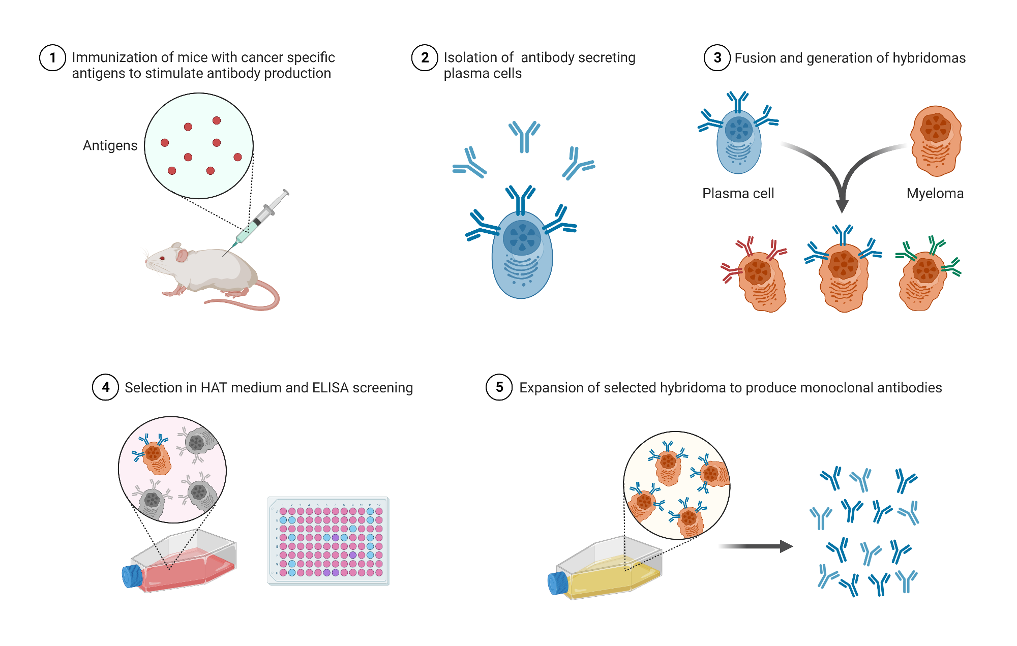 Monoclonal Antibodies Production BioRender Science Templates