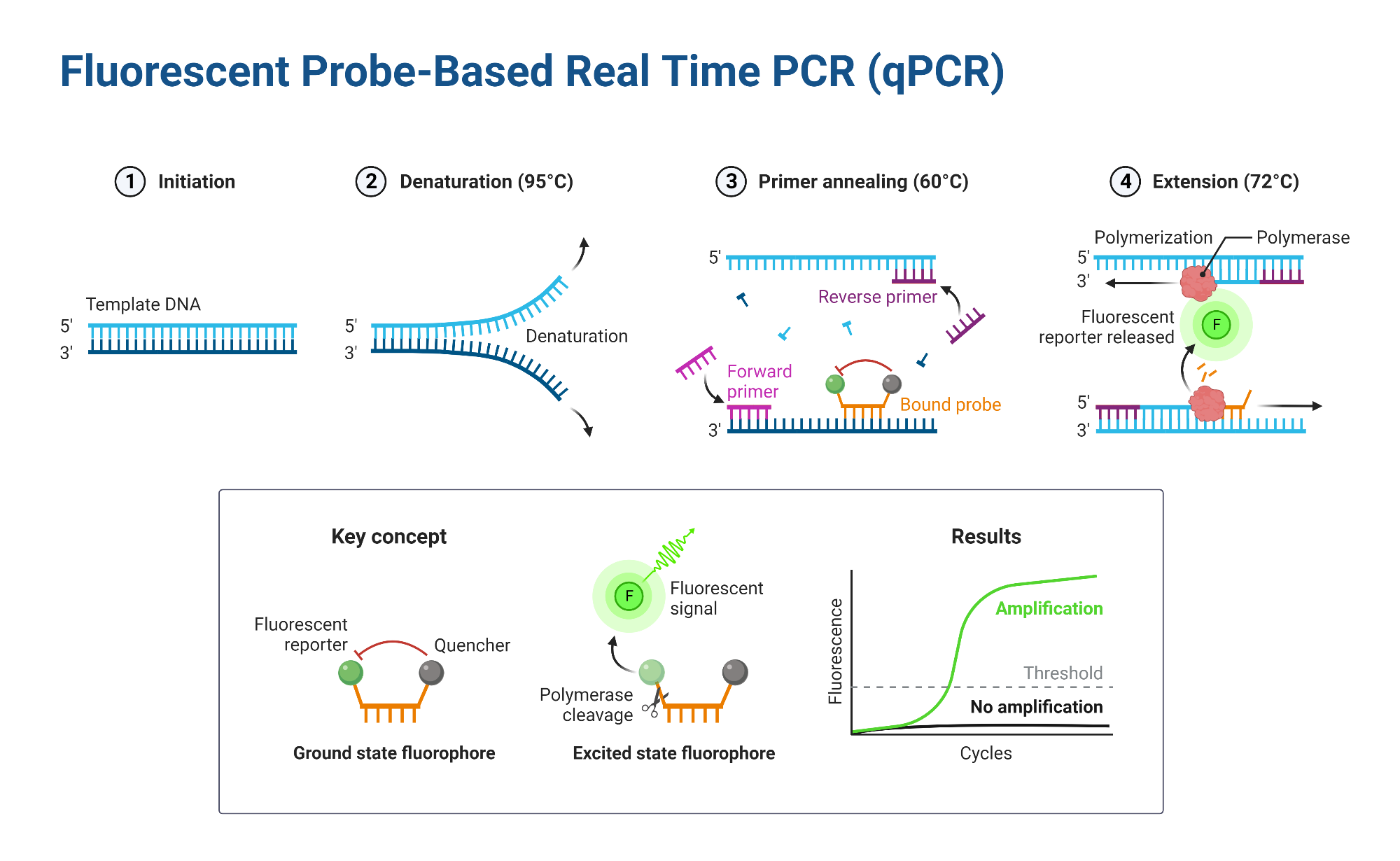 Fluorescence Detection In Pcr At Claudia Cheek Blog