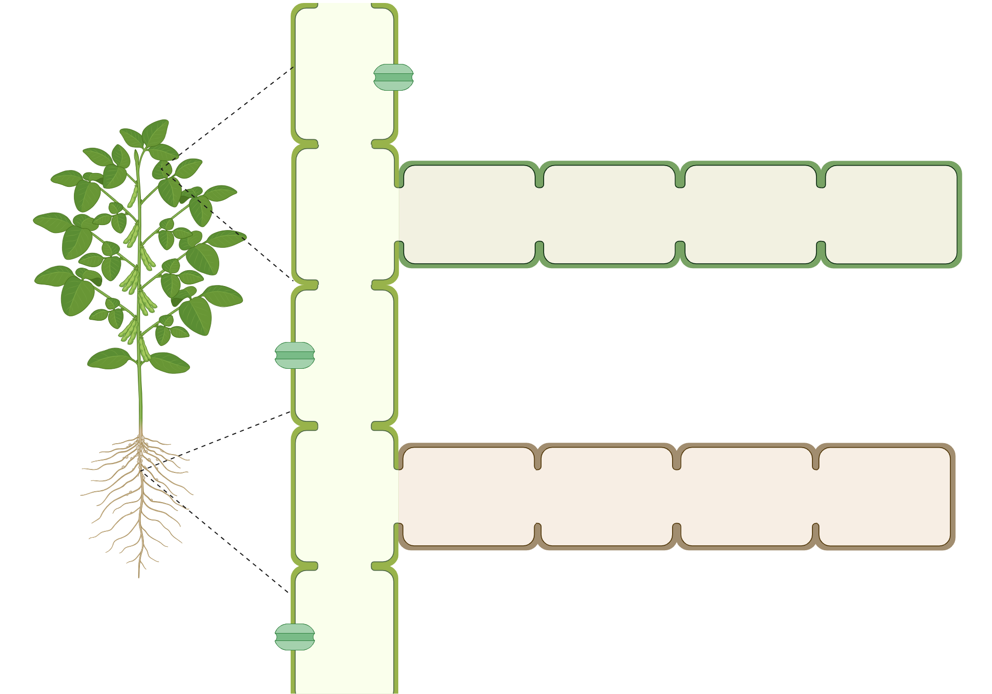 Plant Transport System (Layout) | BioRender Science Templates