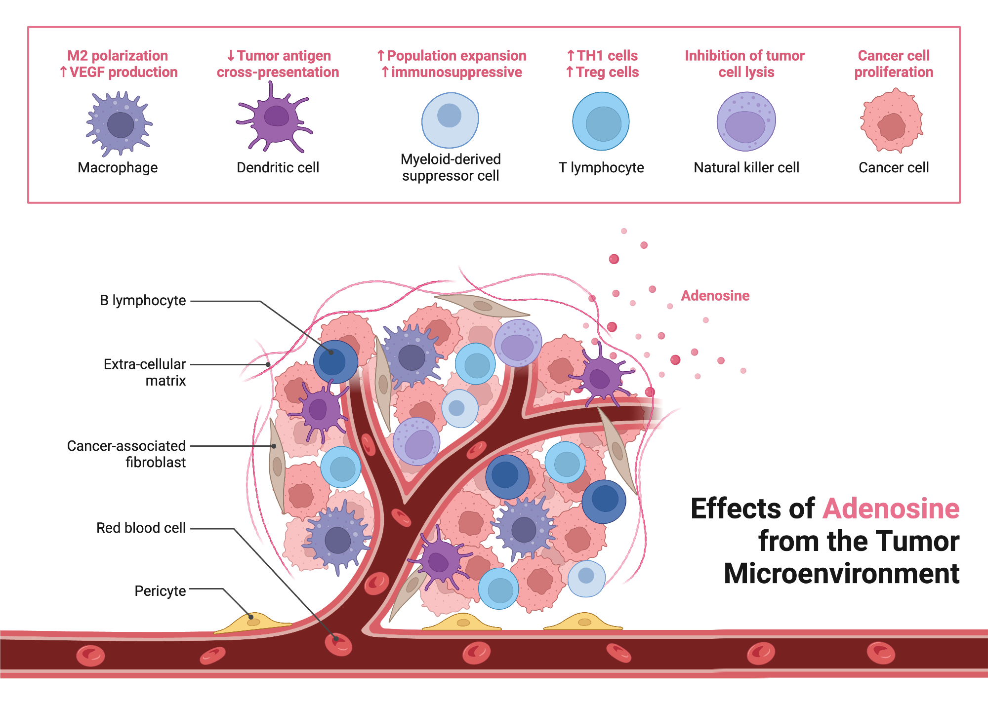 Beautiful view of Adrenal Radicals Leukemia Cancer Cells