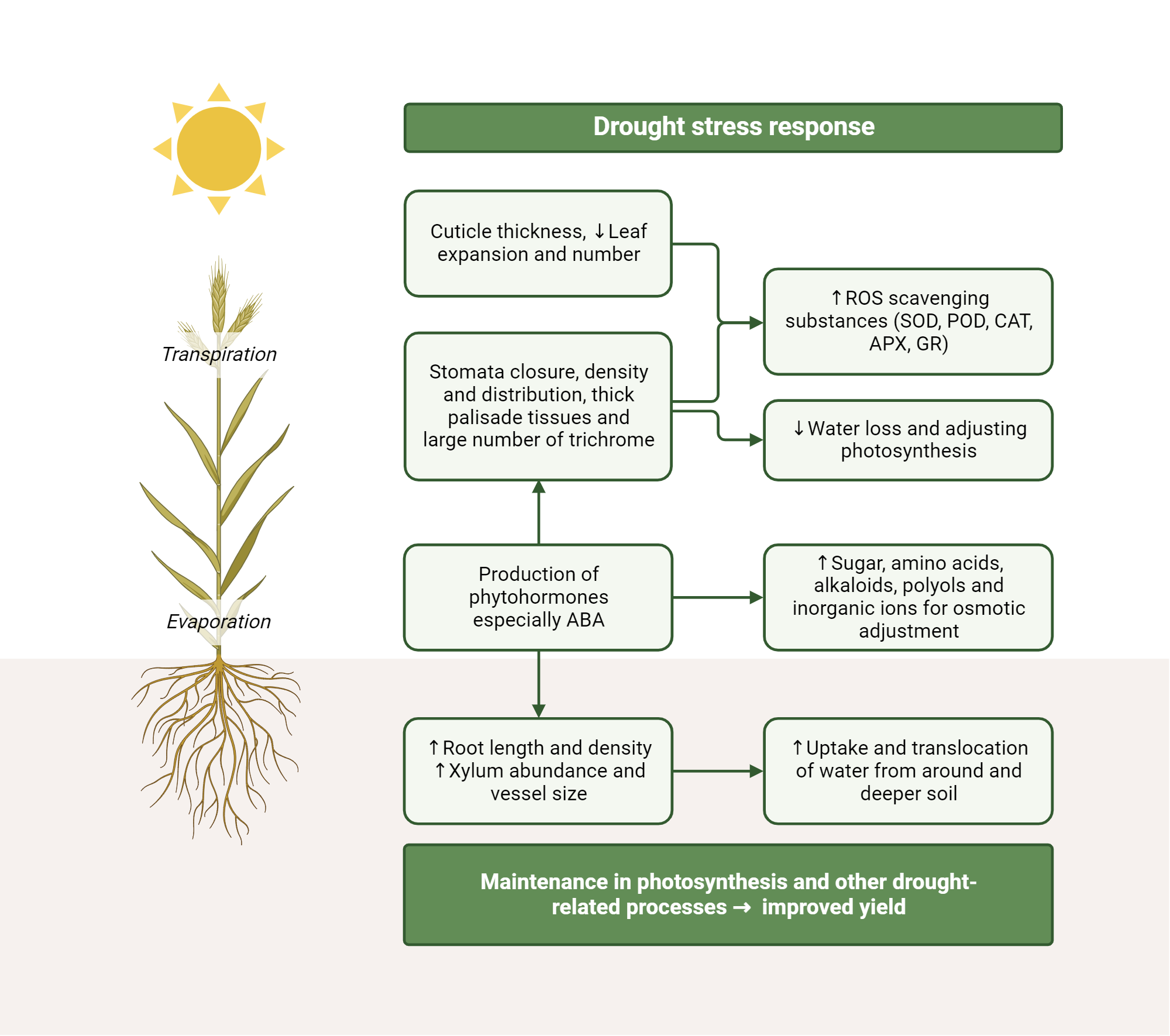 Response To Drought Stress In Crops Biorender Science Templates Response To Drought Stress In Crops Biorender Science Templates