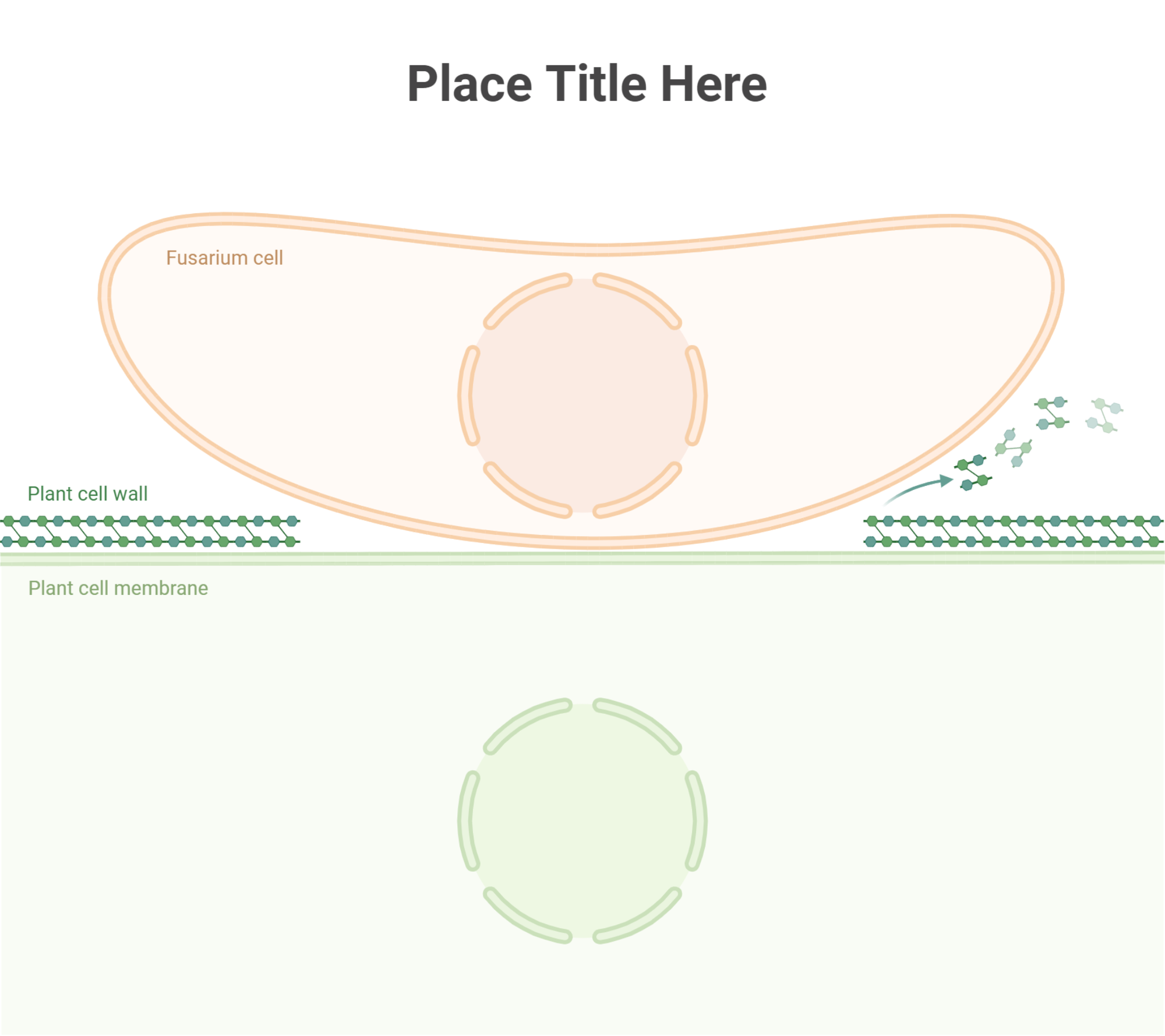 Fusarium-Plant Cell Interaction (Layout) | BioRender Science Templates