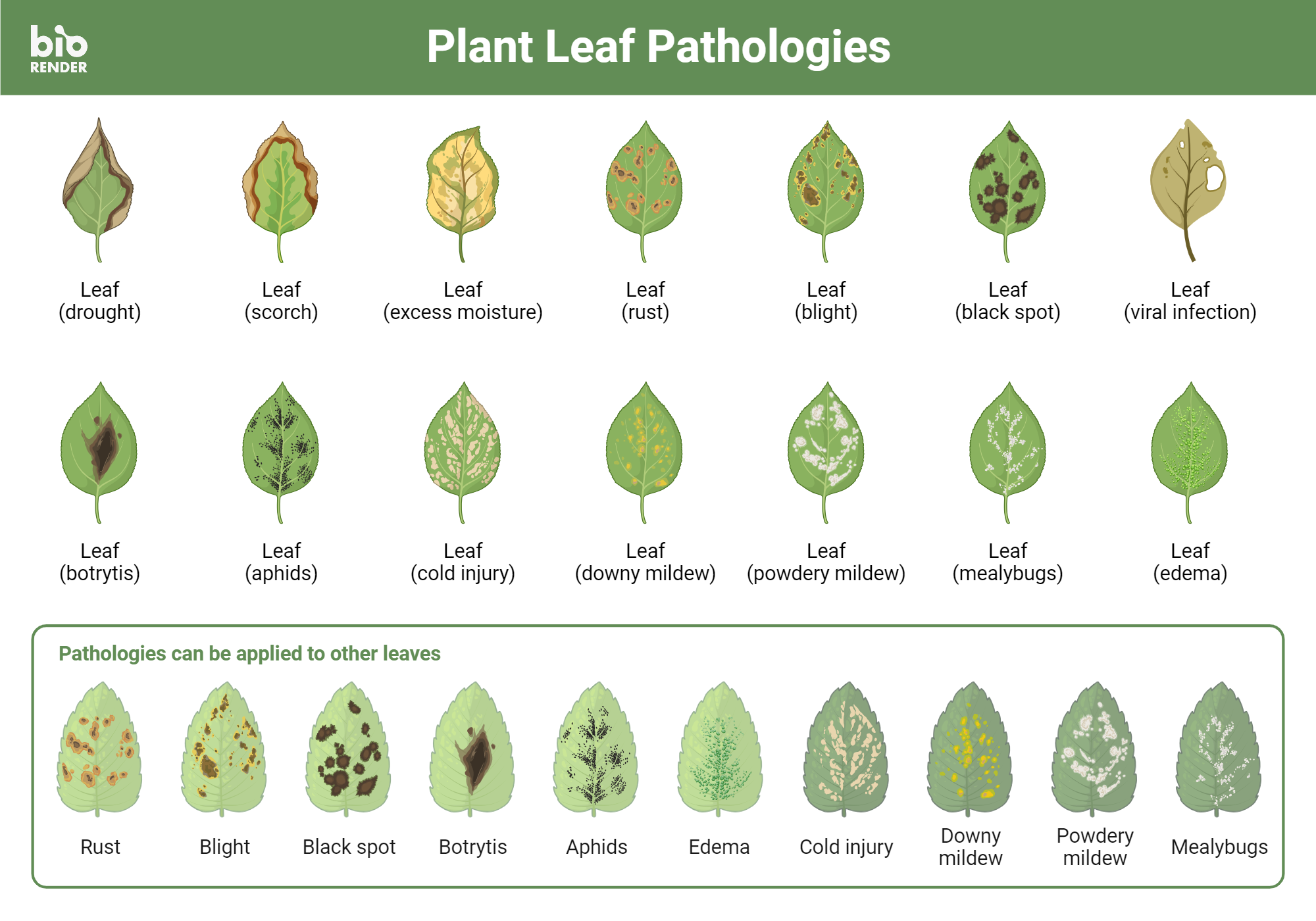 Icon Pack - Plant Leaf Pathologies | BioRender Science Templates