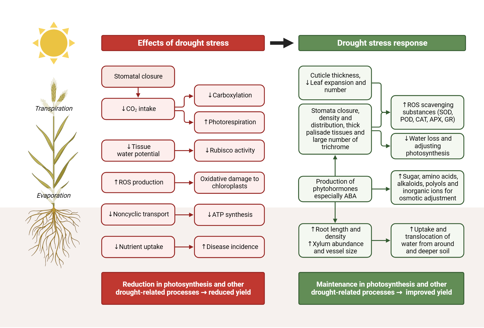 Effects And Responses Of Drought Stress In Crops Biorender Science Effects And Responses Of Drought Stress In Crops Biorender Science