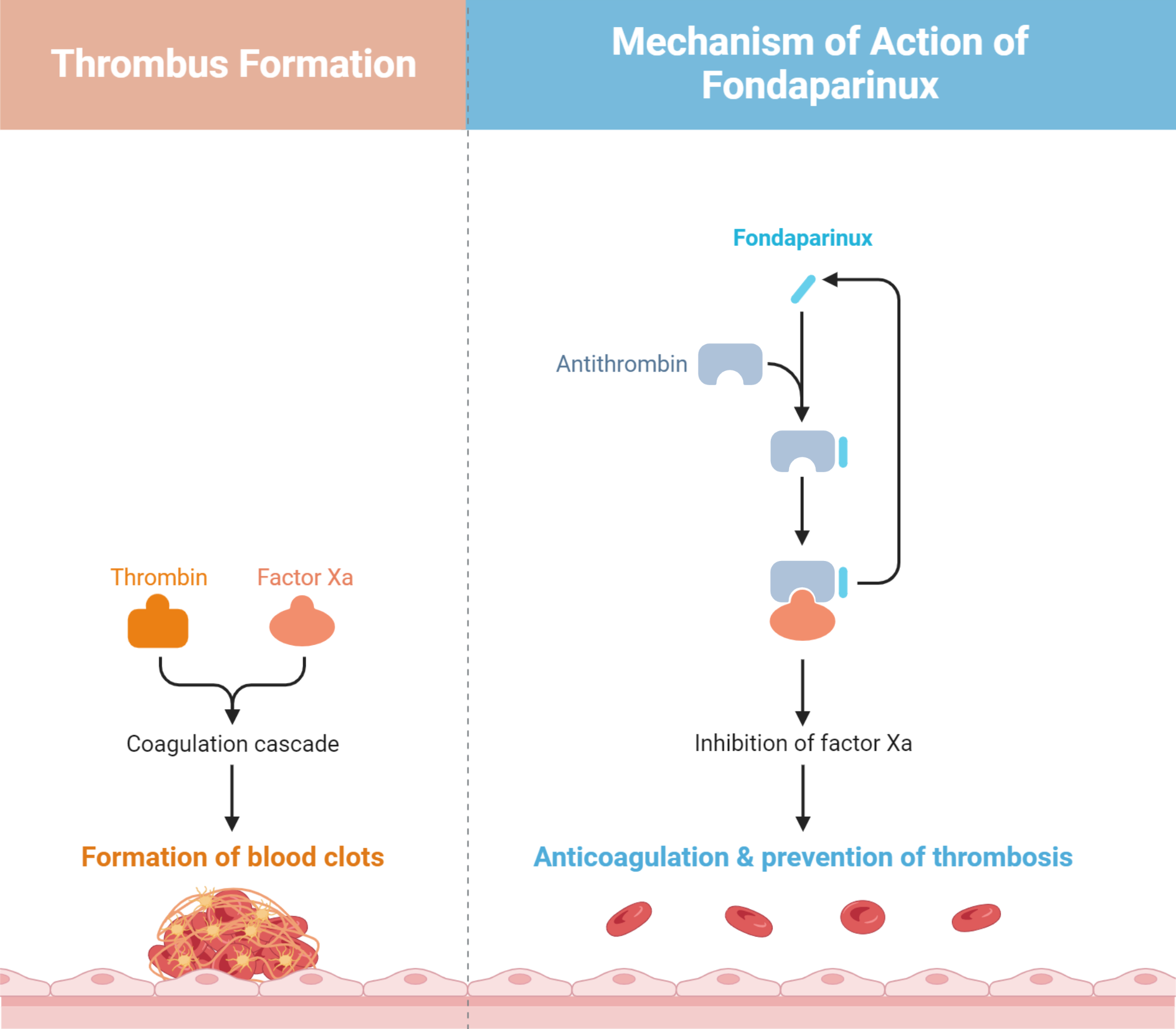Mechanism of Action of Fondaparinux BioRender Science Templates