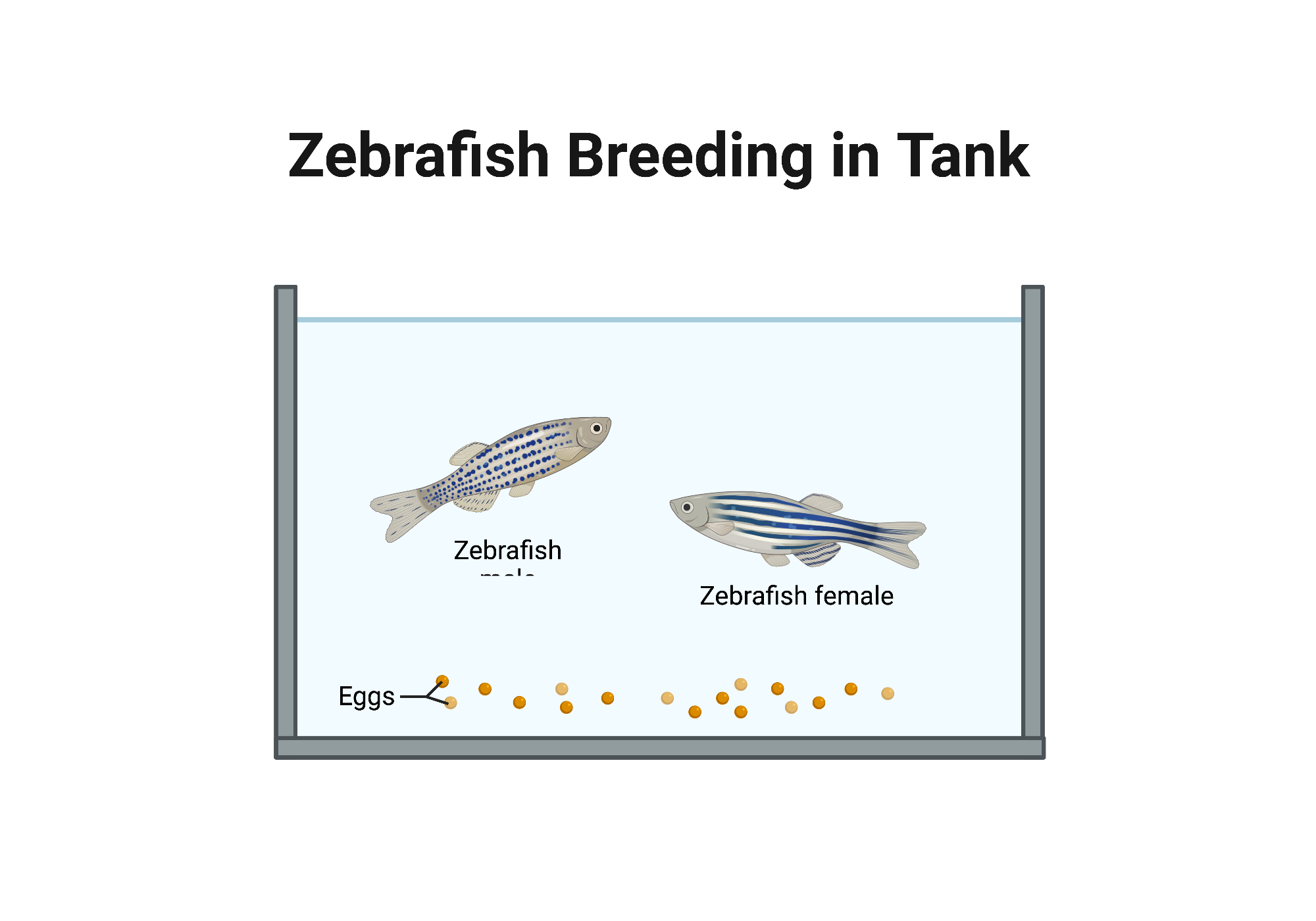 Zebrafish Breeding in Tank BioRender Science Templates