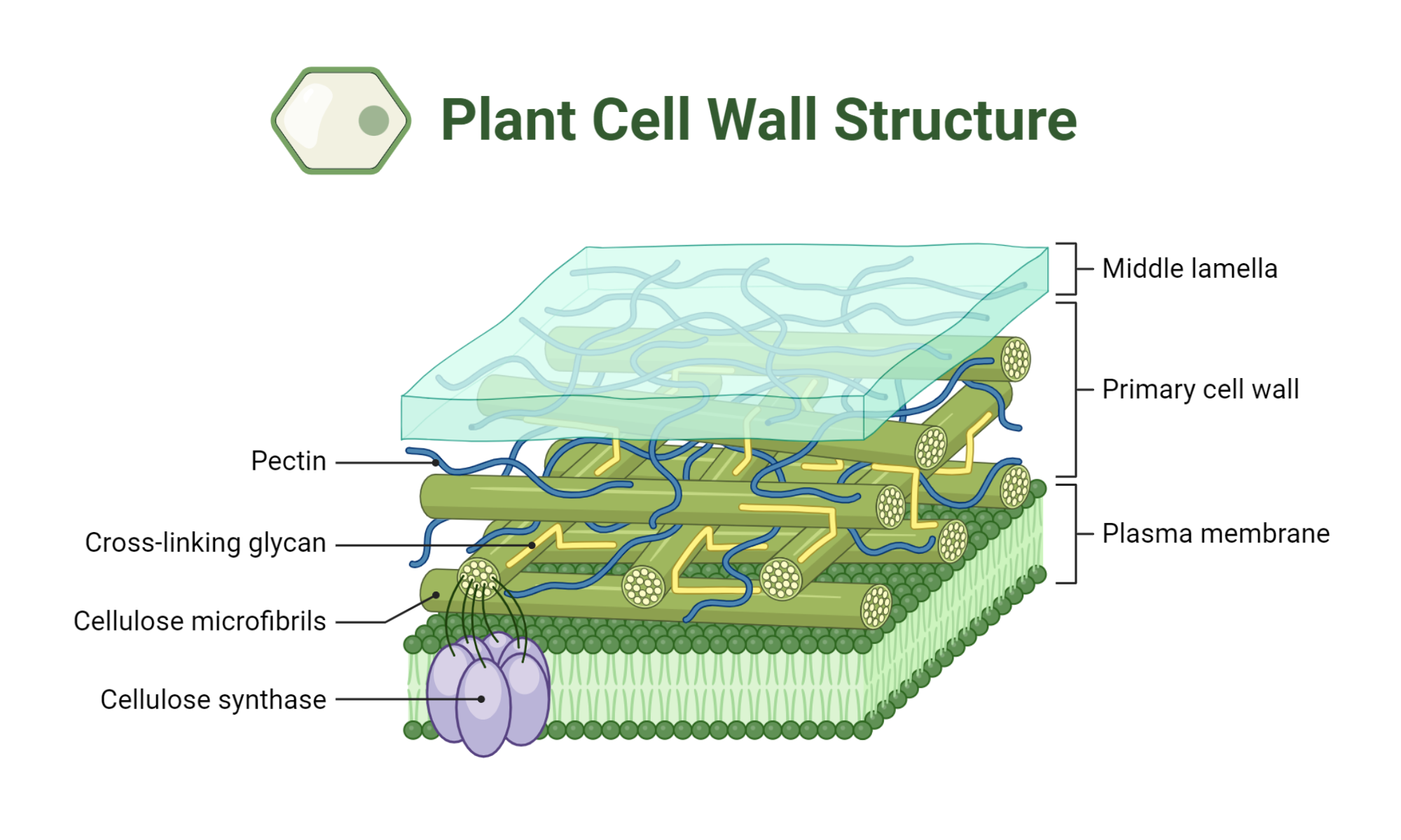 Plant Cell Wall Structure BioRender Science Templates