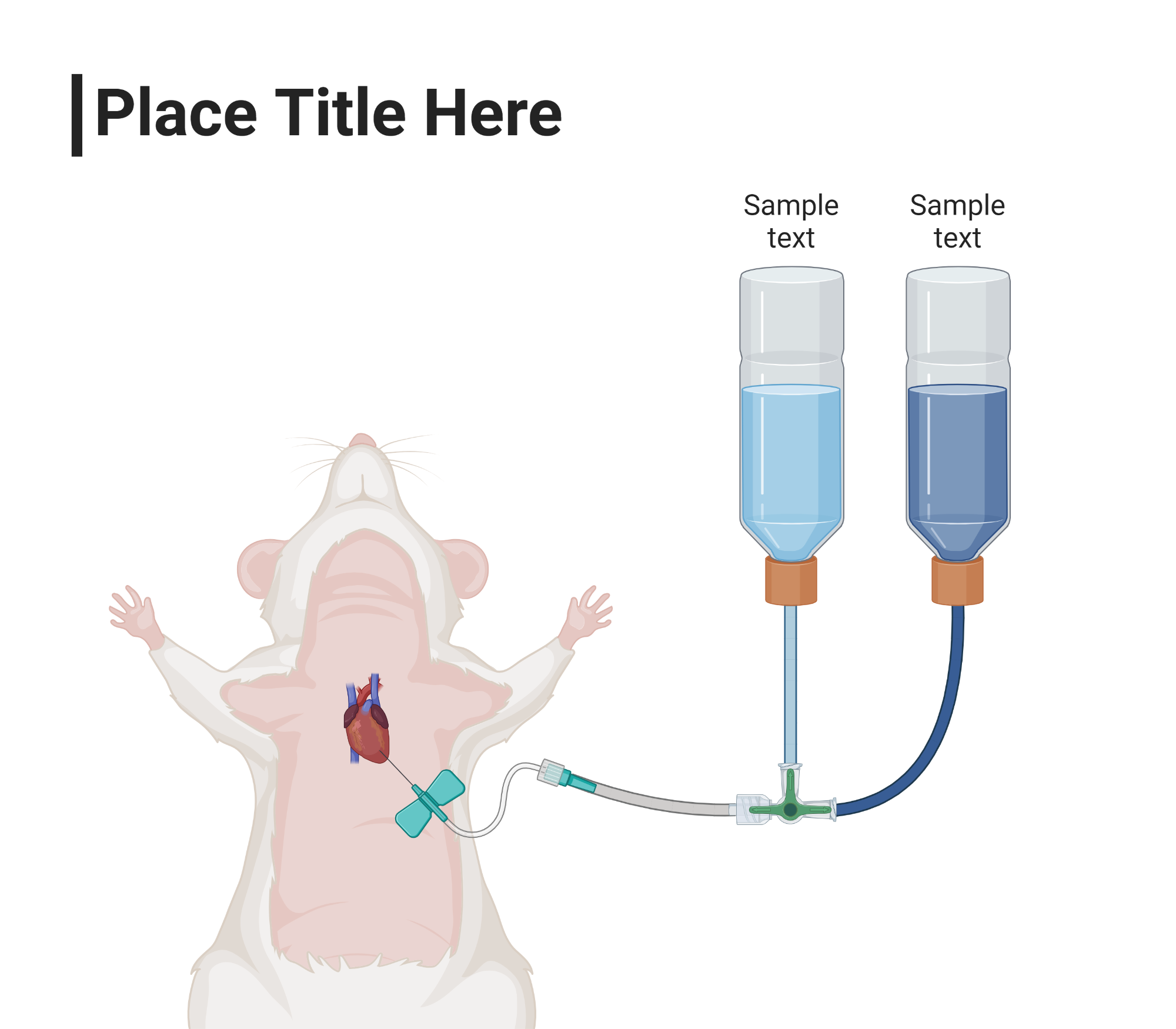 Rodent Transcardial Perfusion 2 (Layout) | BioRender Science Templates