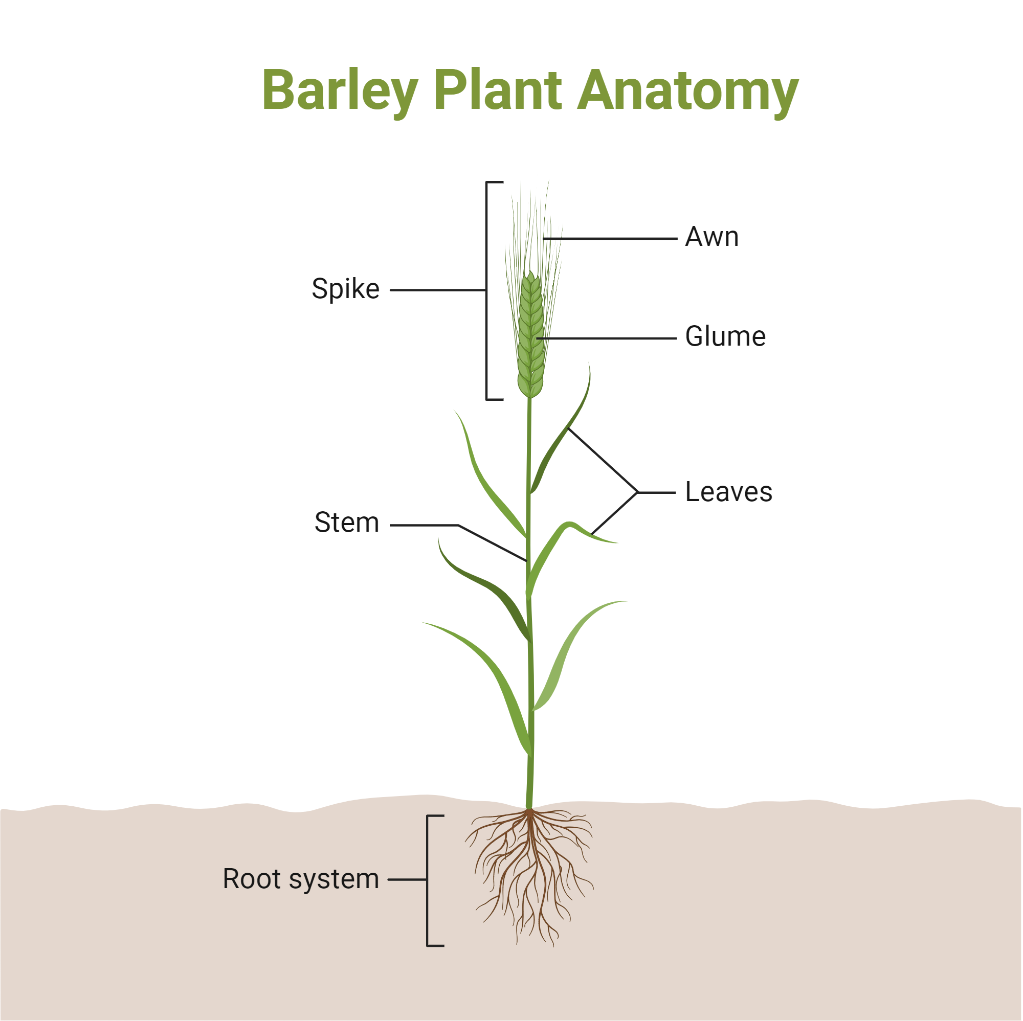 barley-plant-anatomy-biorender-science-templates