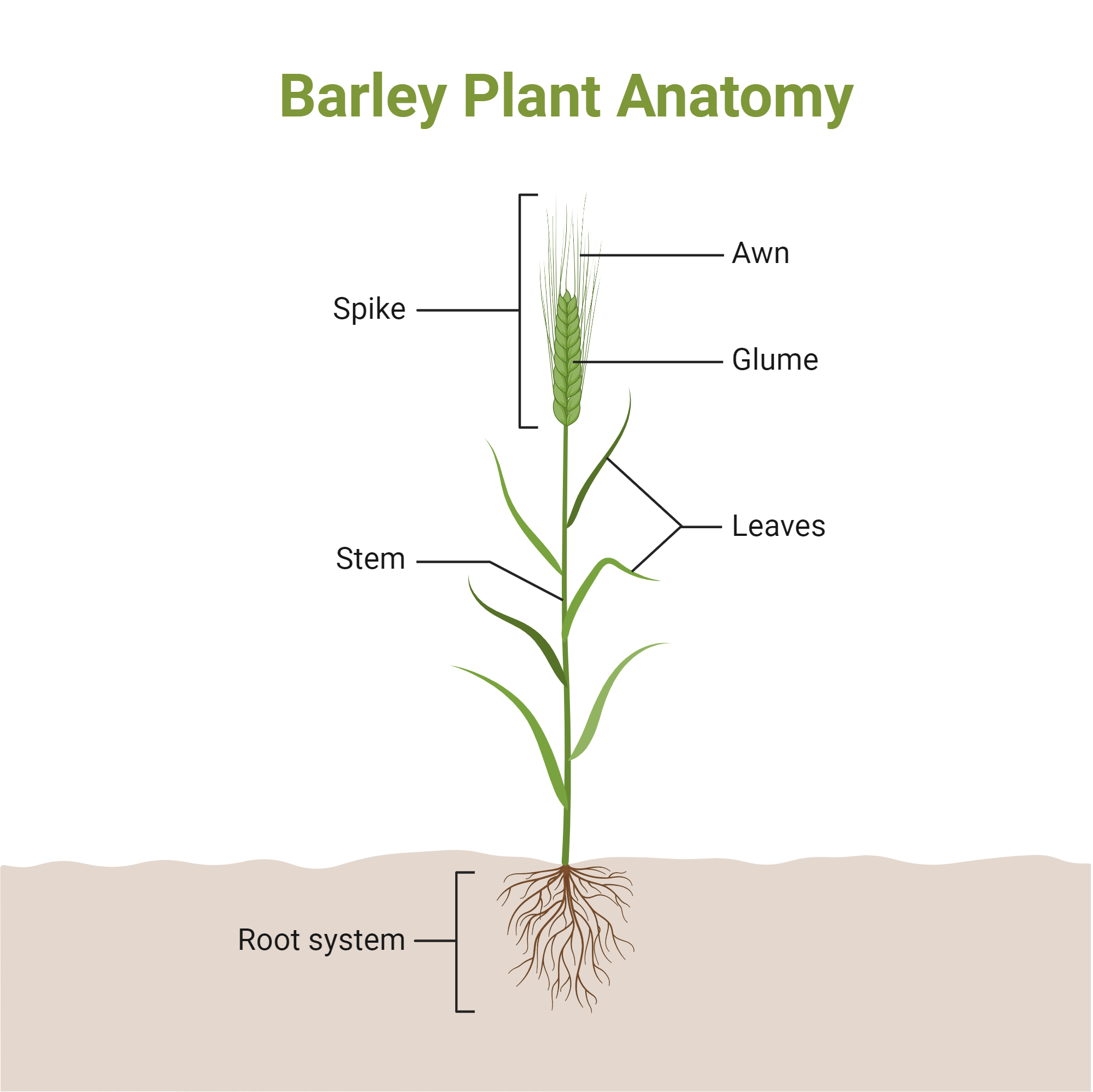 An editable high resolution scientific image depicting Barley Plant Anatomy