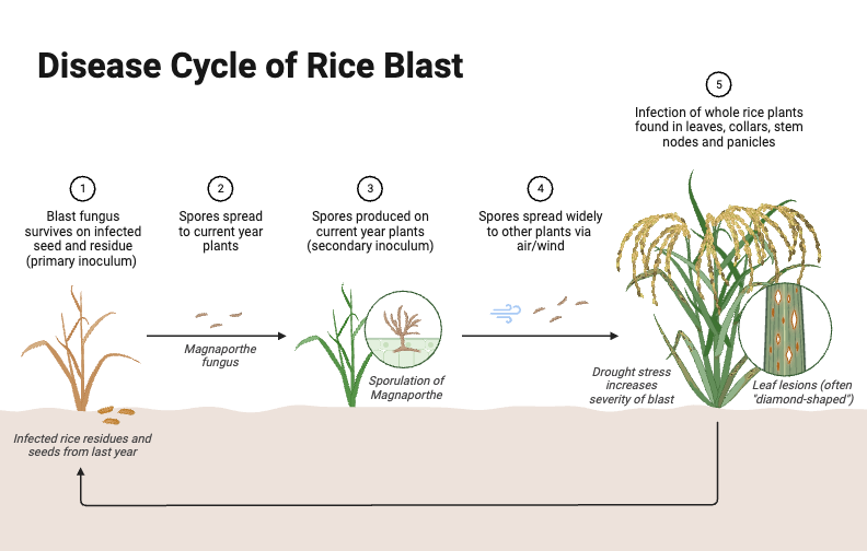 Disease Cycle of Rice Blast (Linear Layout) | BioRender Science Templates