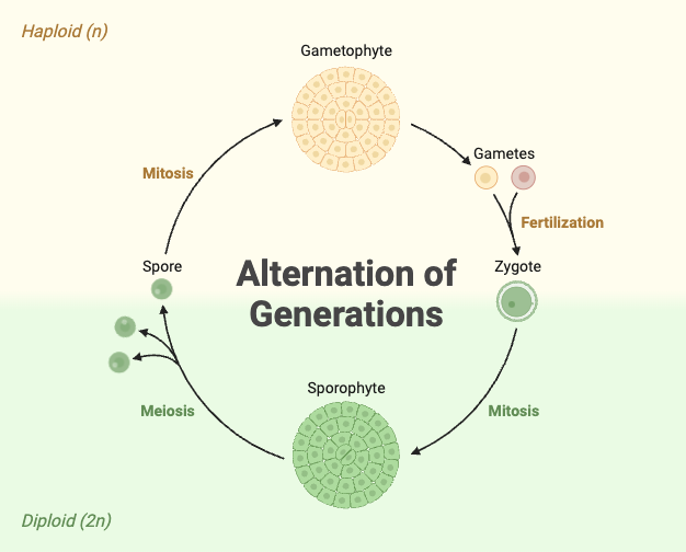 Alternation of generations biorender science templates