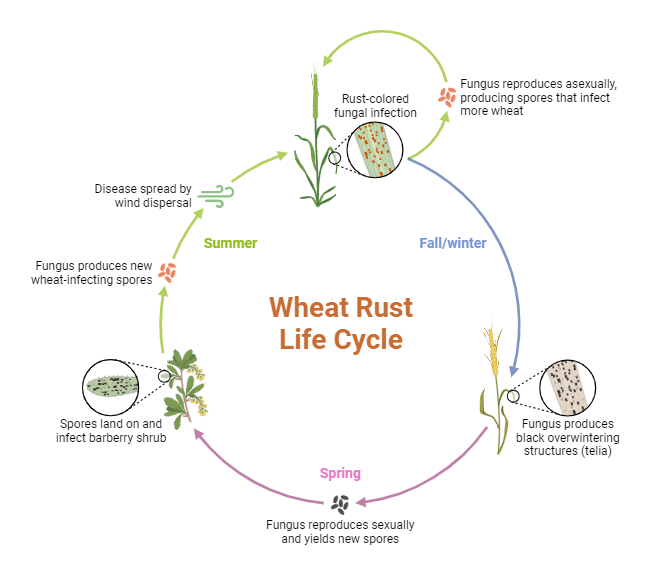 Wheat Rust Life Cycle | BioRender Science Templates