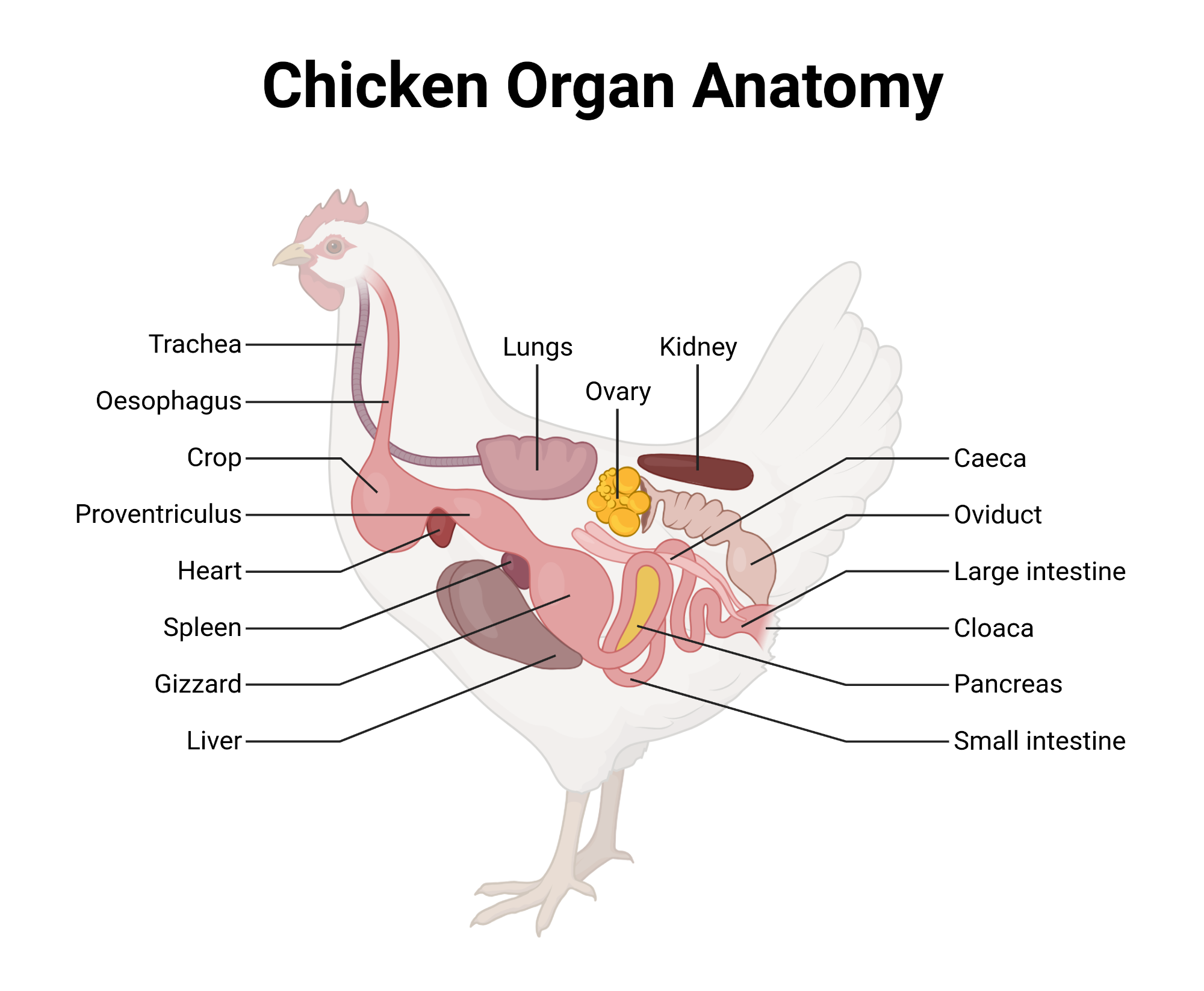 Chicken Organ Anatomy BioRender Science Templates