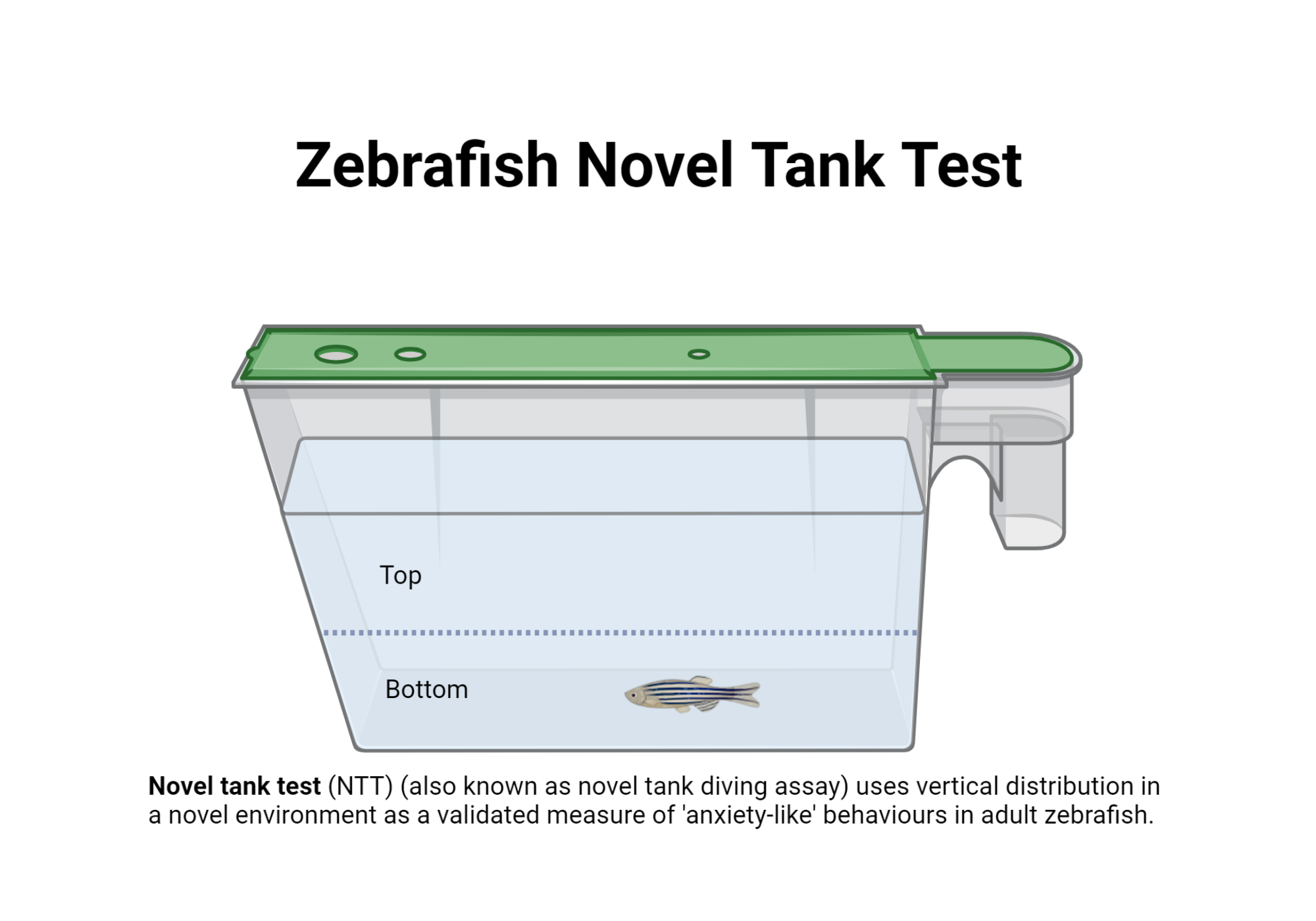 Zebrafish Novel Tank Test | BioRender Science Templates