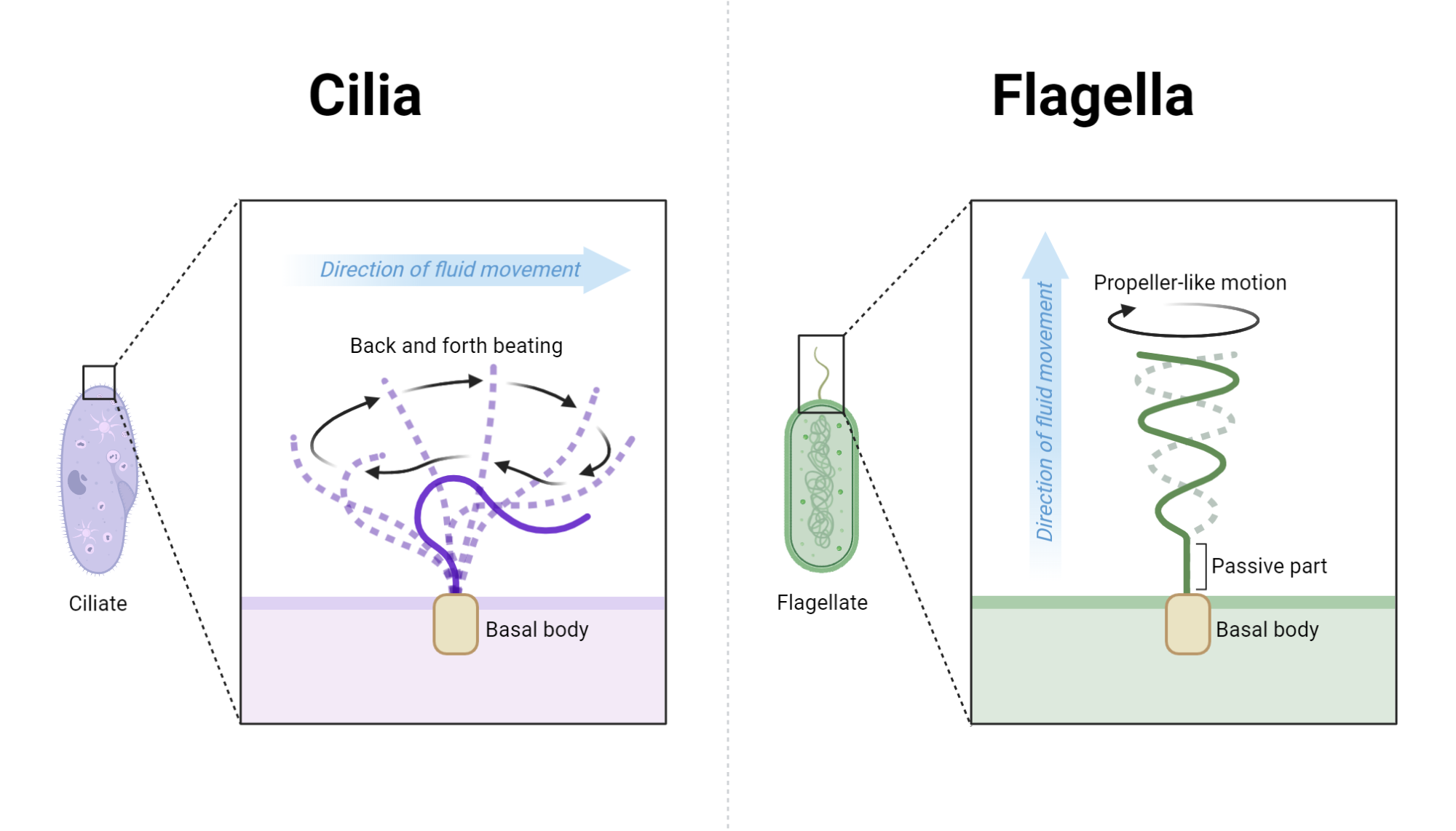 Movement of Cilia vs. Flagella BioRender Science Templates