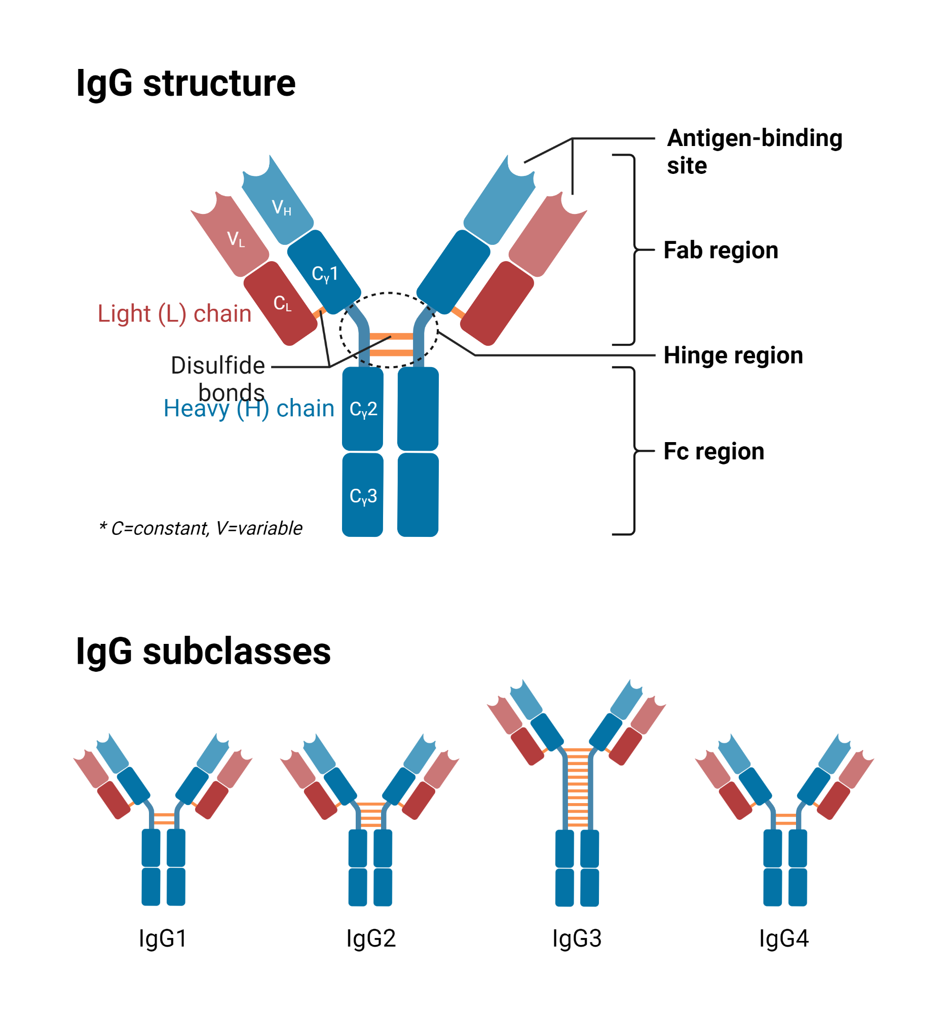 Is Your Igg P41 Antibody High?  Find Out Why! - z37nep0