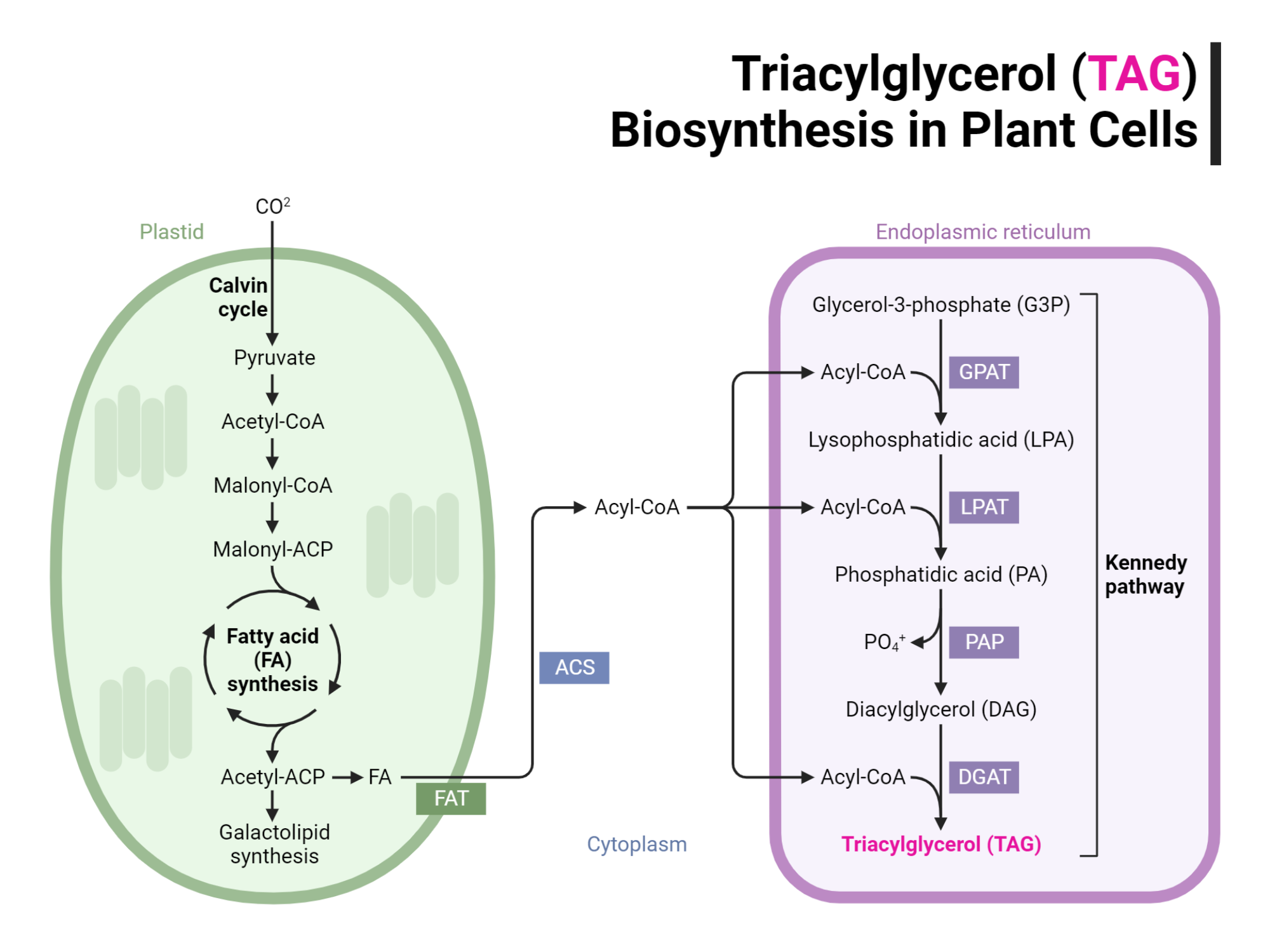 Triacylglycerol (TAG) Biosynthesis in Plant Cells BioRender Science