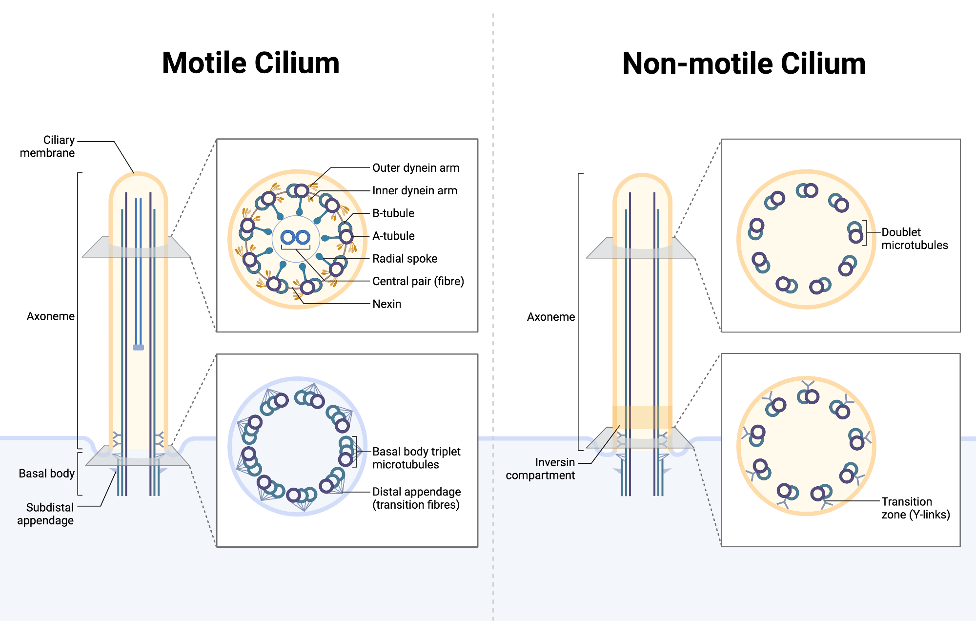 Structure of Motile and Non-motile Cilium | BioRender Science Templates