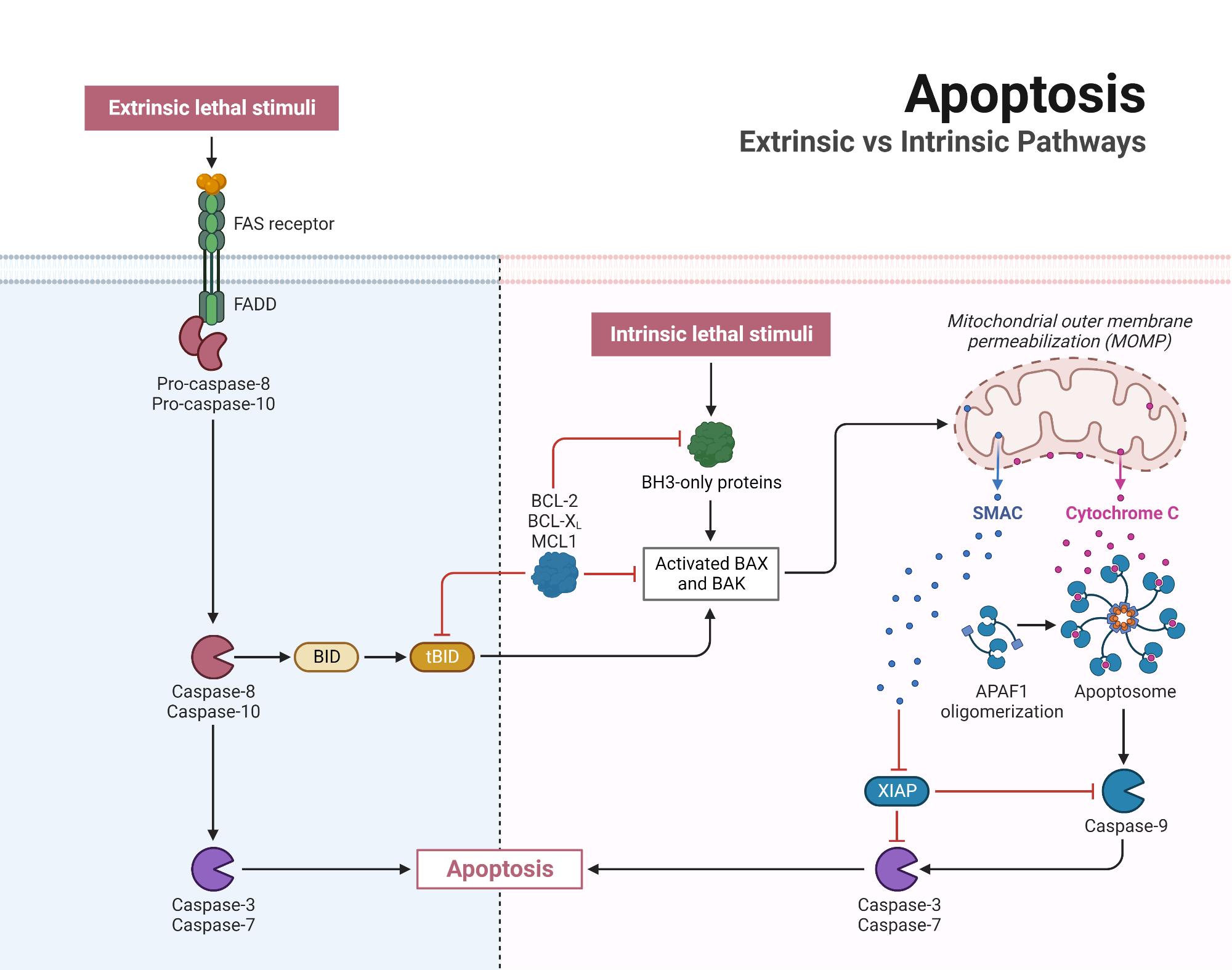 Nitrogen Pathways: A Simple Explanation For A Complex Process - 4qjerkn