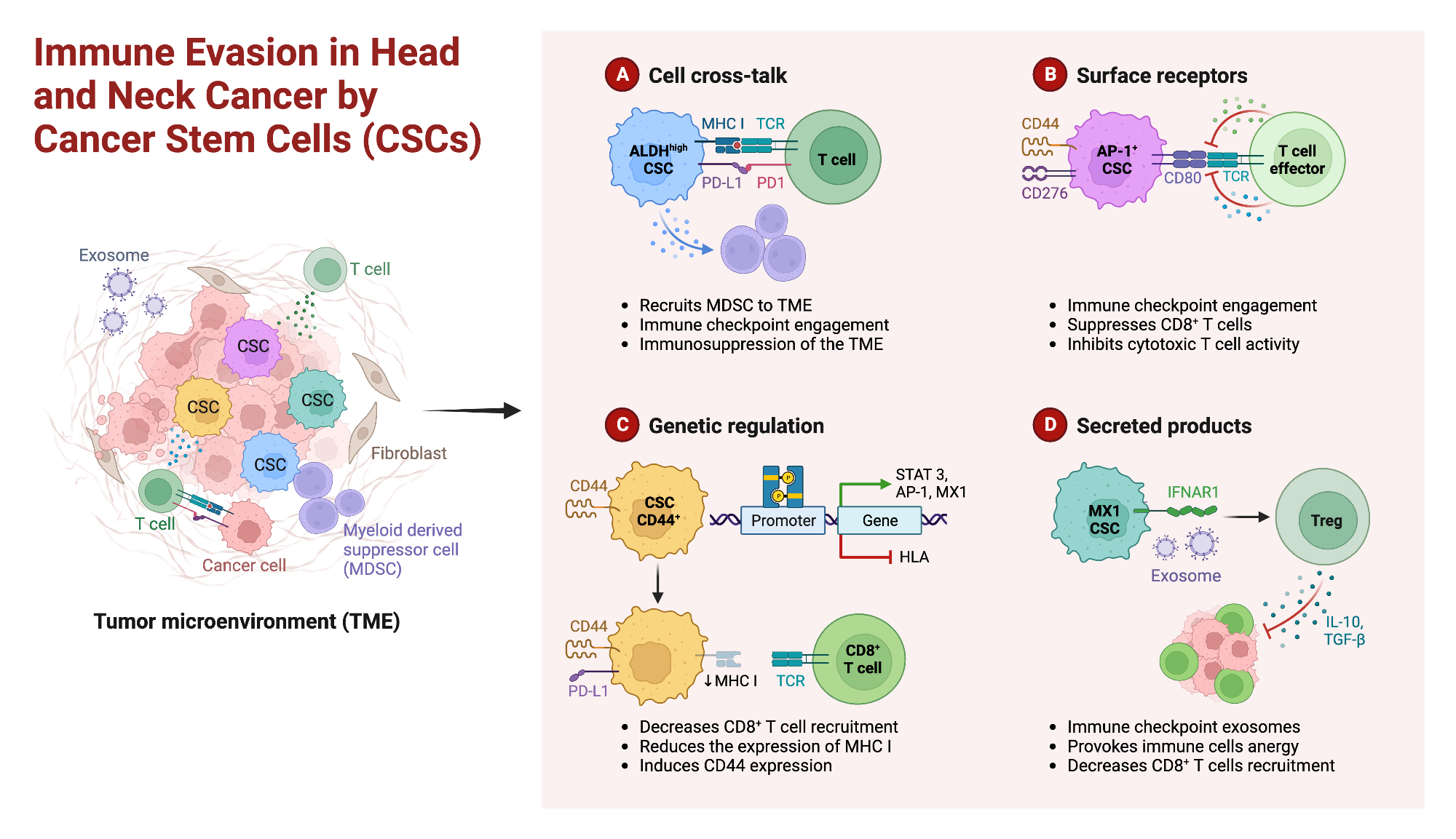 Mechanisms of Immune Evasion in Head and Neck Cancer by Cancer Stem ...
