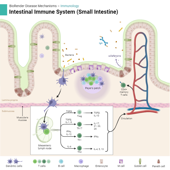 Intestinal Immune System (Small Intestine) | BioRender Science Templates