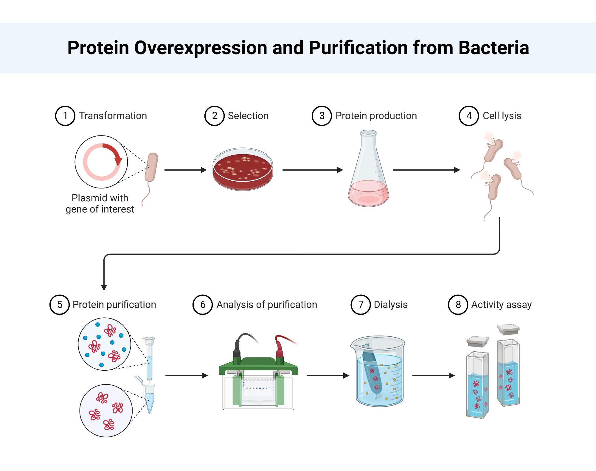 An editable high resolution scientific image depicting Protein Overexpression and Purification from Bacteria