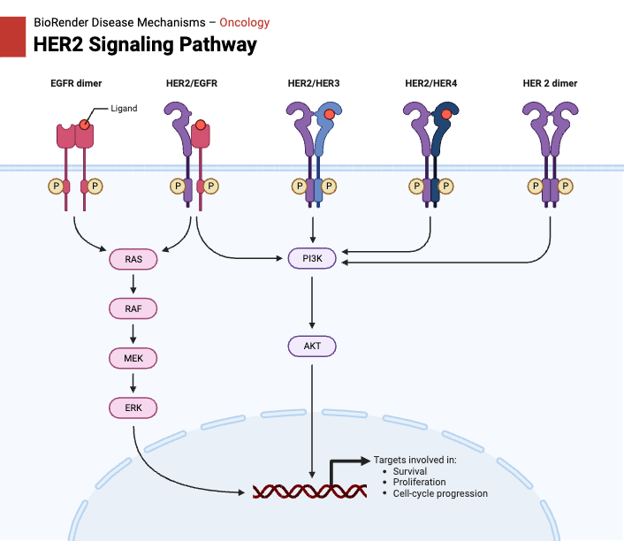 HER2 Signaling Pathway BioRender Science Templates
