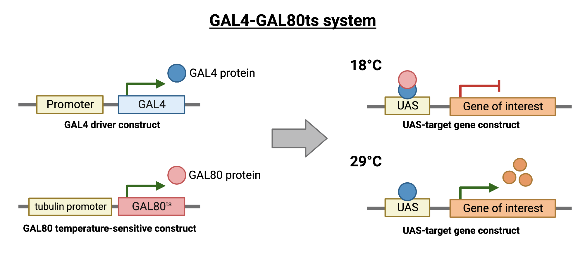 Drosophila GAL4/Gal80ts System BioRender Science Templates