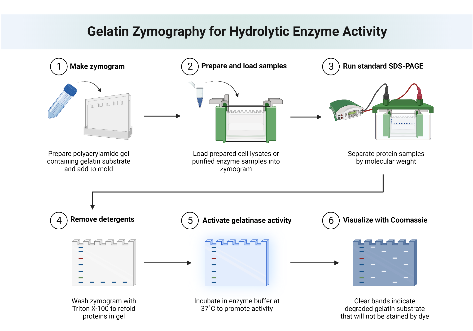 Gelatin Zymography BioRender Science Templates