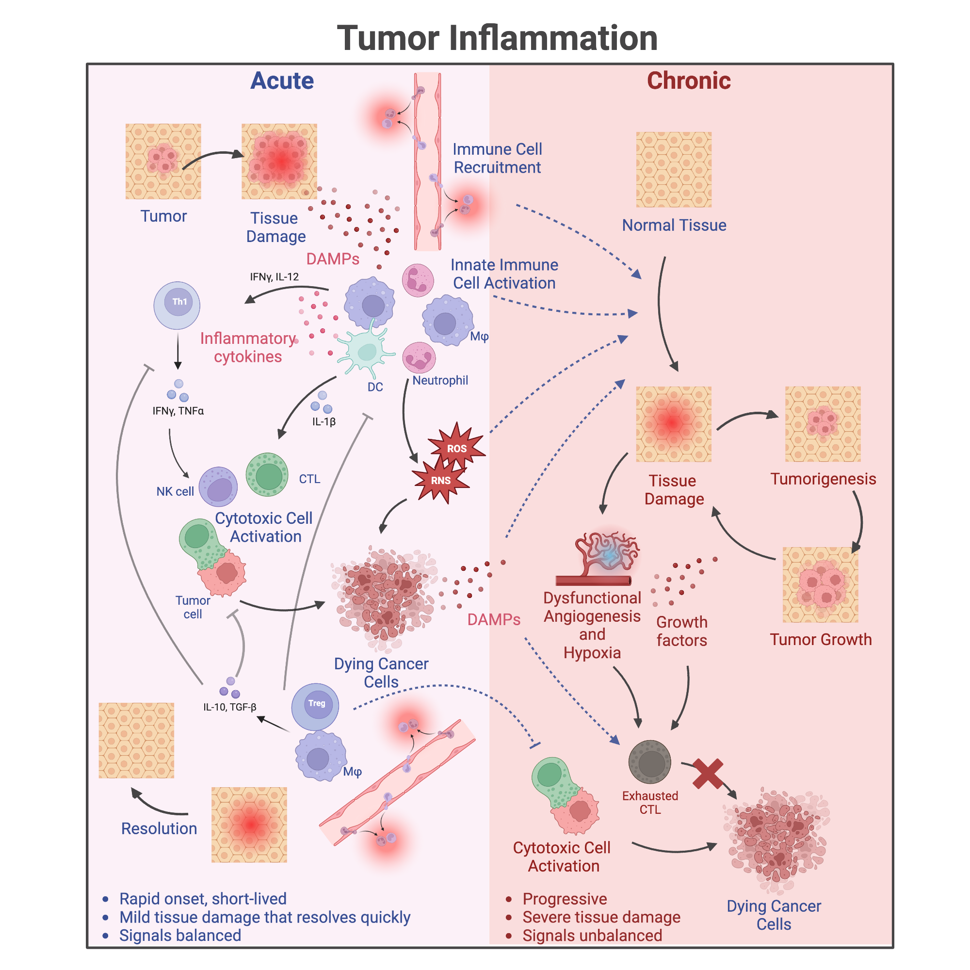 Acute Vs Chronic Tumor Inflammation BioRender Science Templates documenting-and-coding-subdural-hematoma-know-the-icd-10-41-off