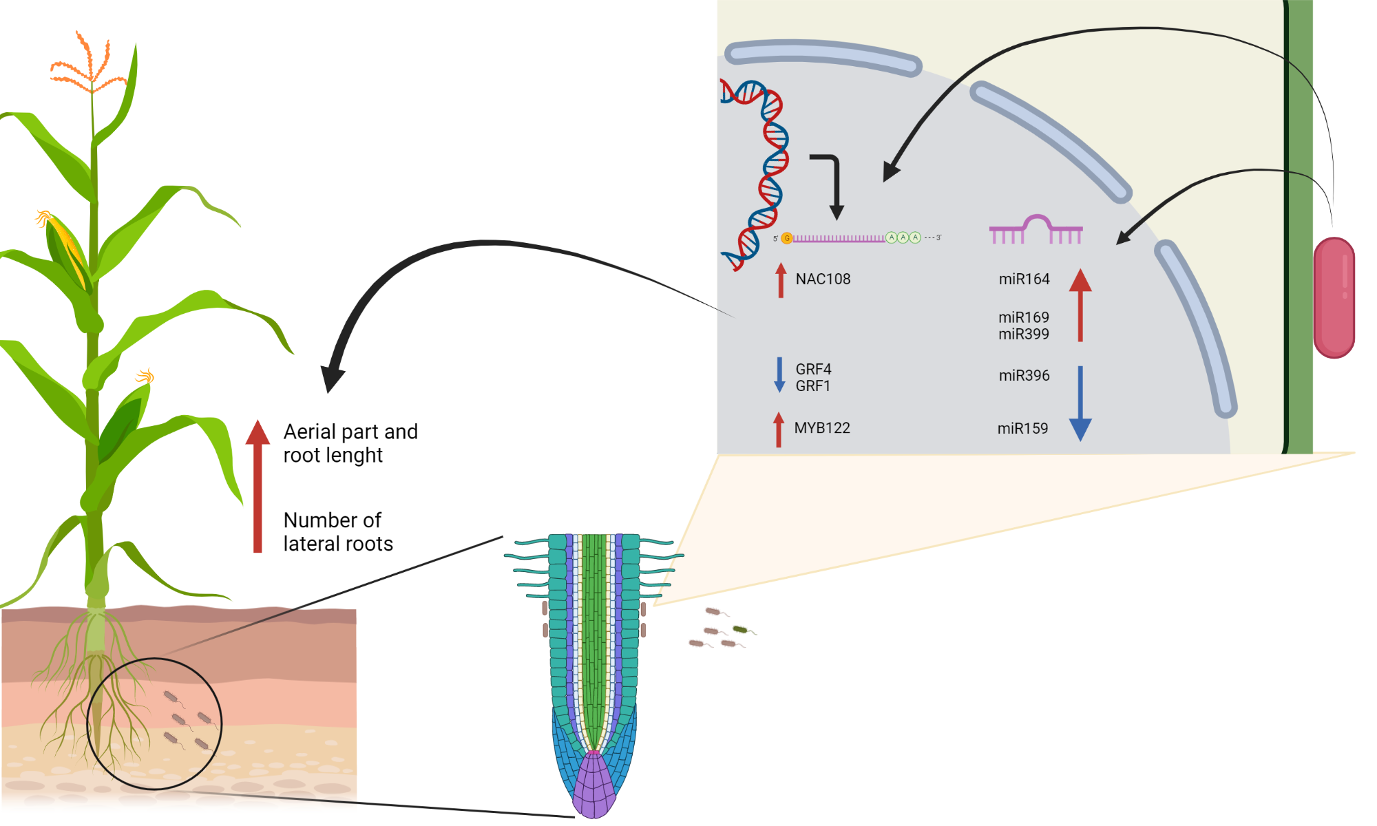 Plant Bacteria Interaction | BioRender Science Templates