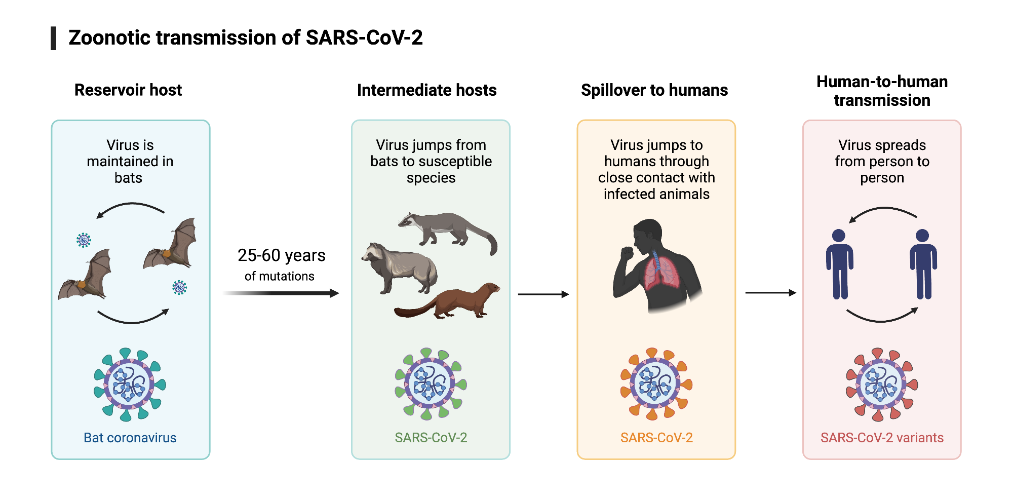 Zoonotic transmission of SARSCoV2 BioRender Science Templates