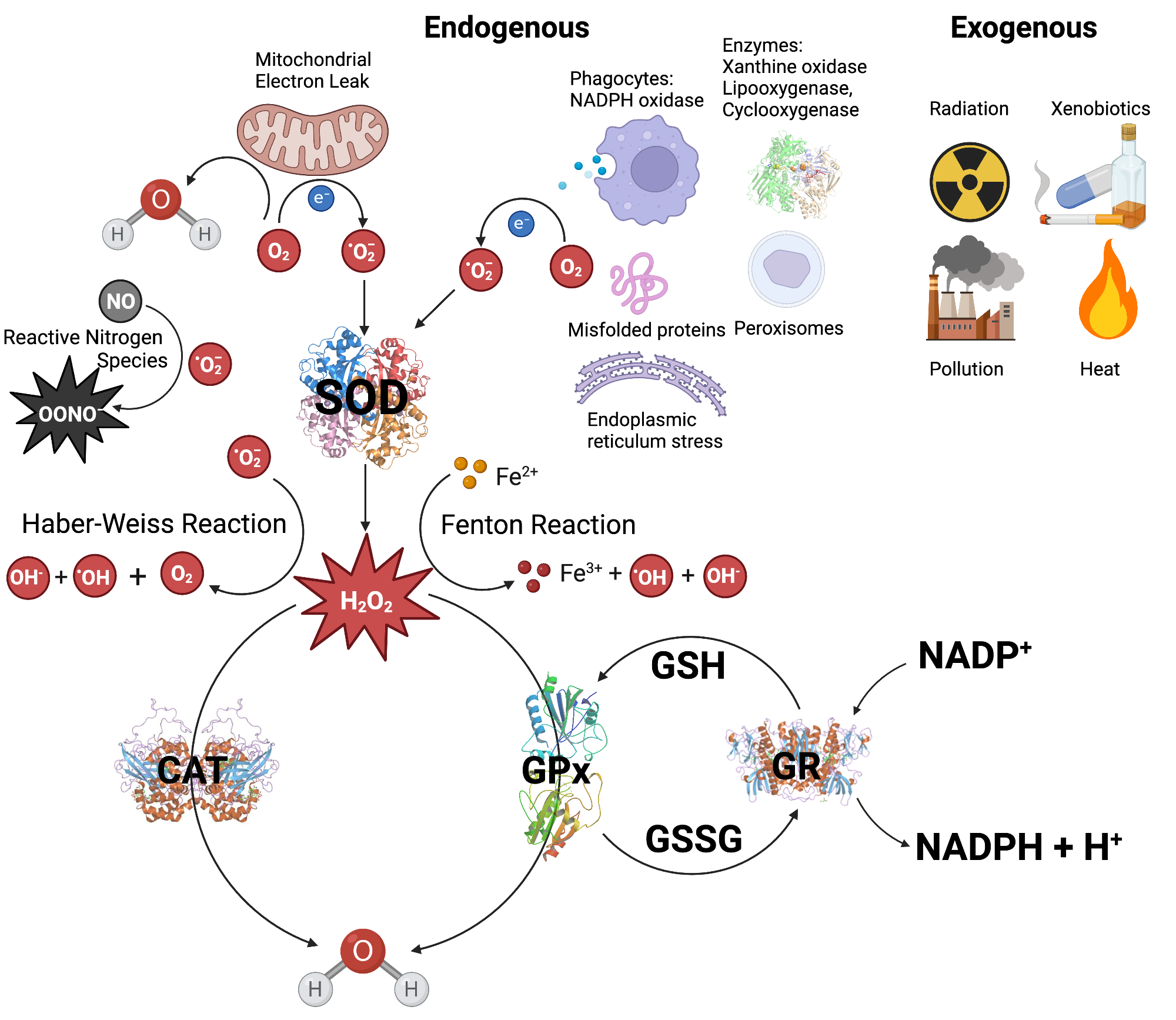 ROS and Antioxidants BioRender Science Templates