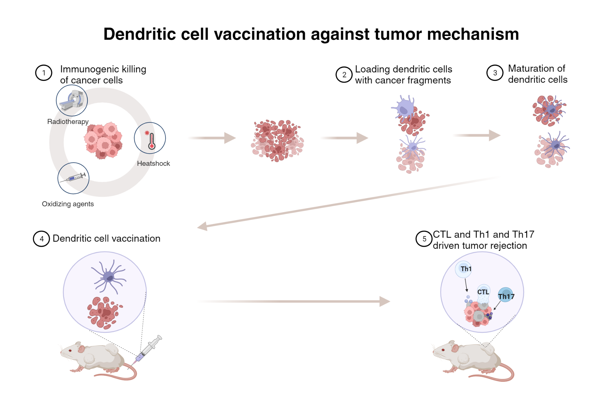 Dendritic cell vaccination against tumor mechanism in a nutshell ...