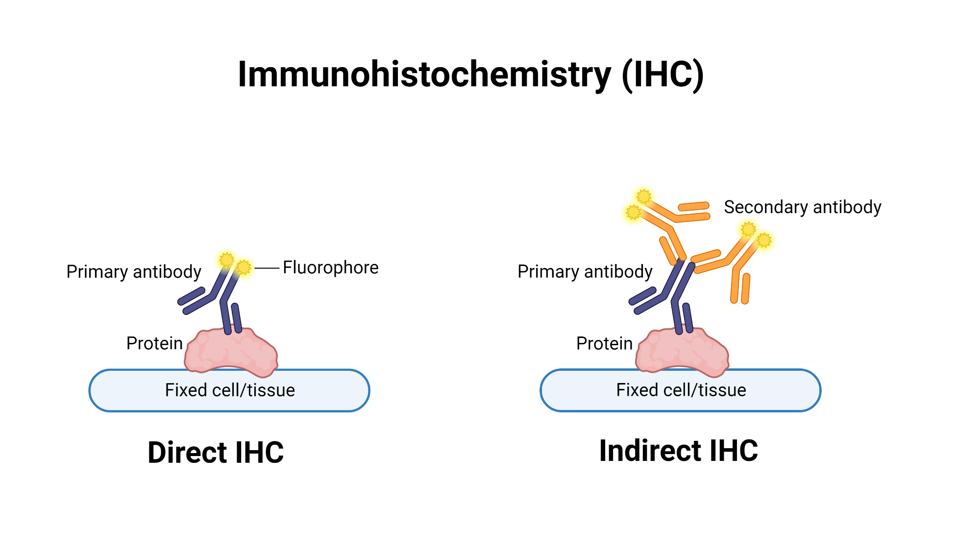 Immunohistochemistry ihc biorender science templates