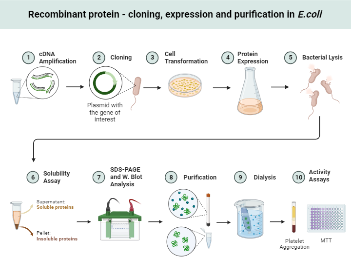 protein cloning, expression and purification in bacteria