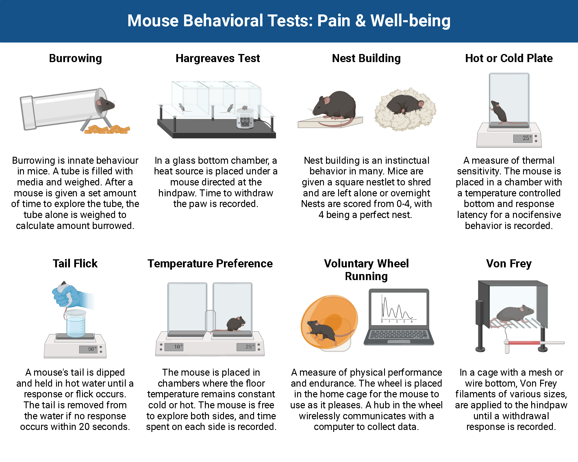 Mouse Behavioral Tests: Pain & Well-being | BioRender Science Templates