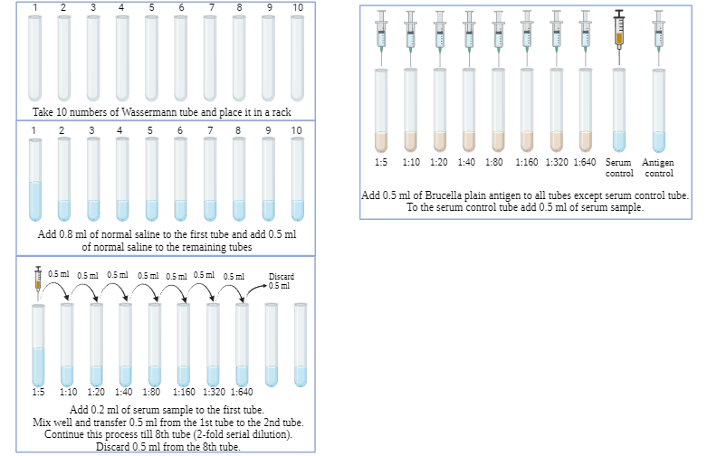 Brucella Standard Tube Agglutination Test BioRender Science Templates