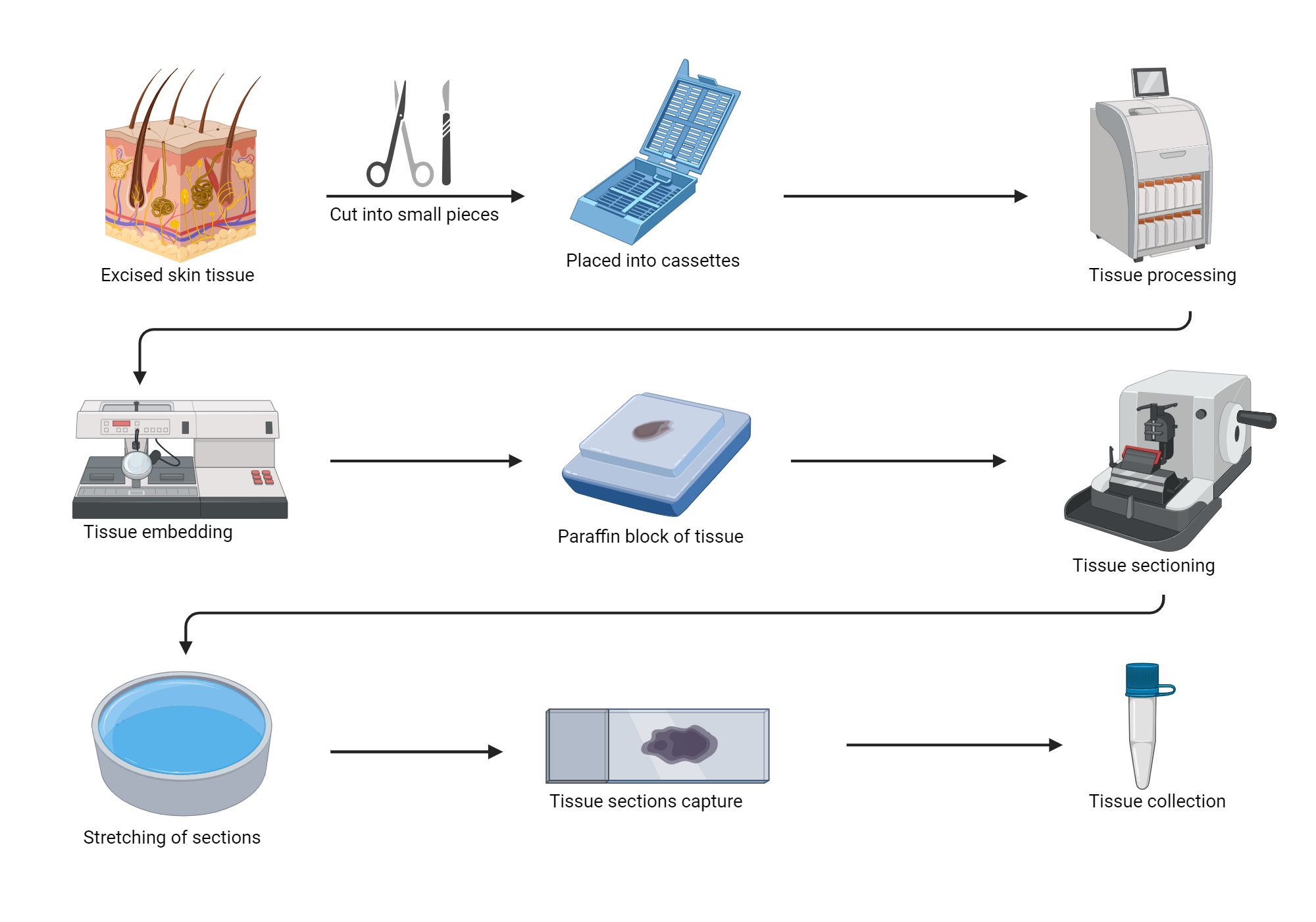 histology process | BioRender Science Templates