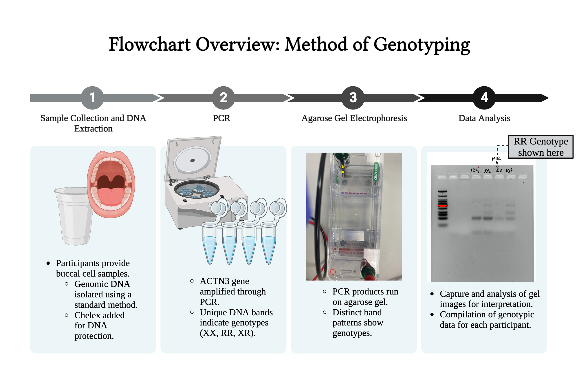 ACTN3 Genotyping flowchart | BioRender Science Templates