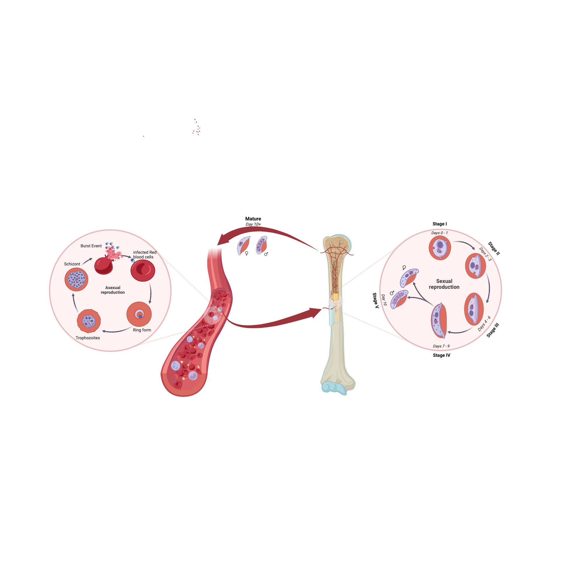 Malaria cycle epidemiology | BioRender Science Templates