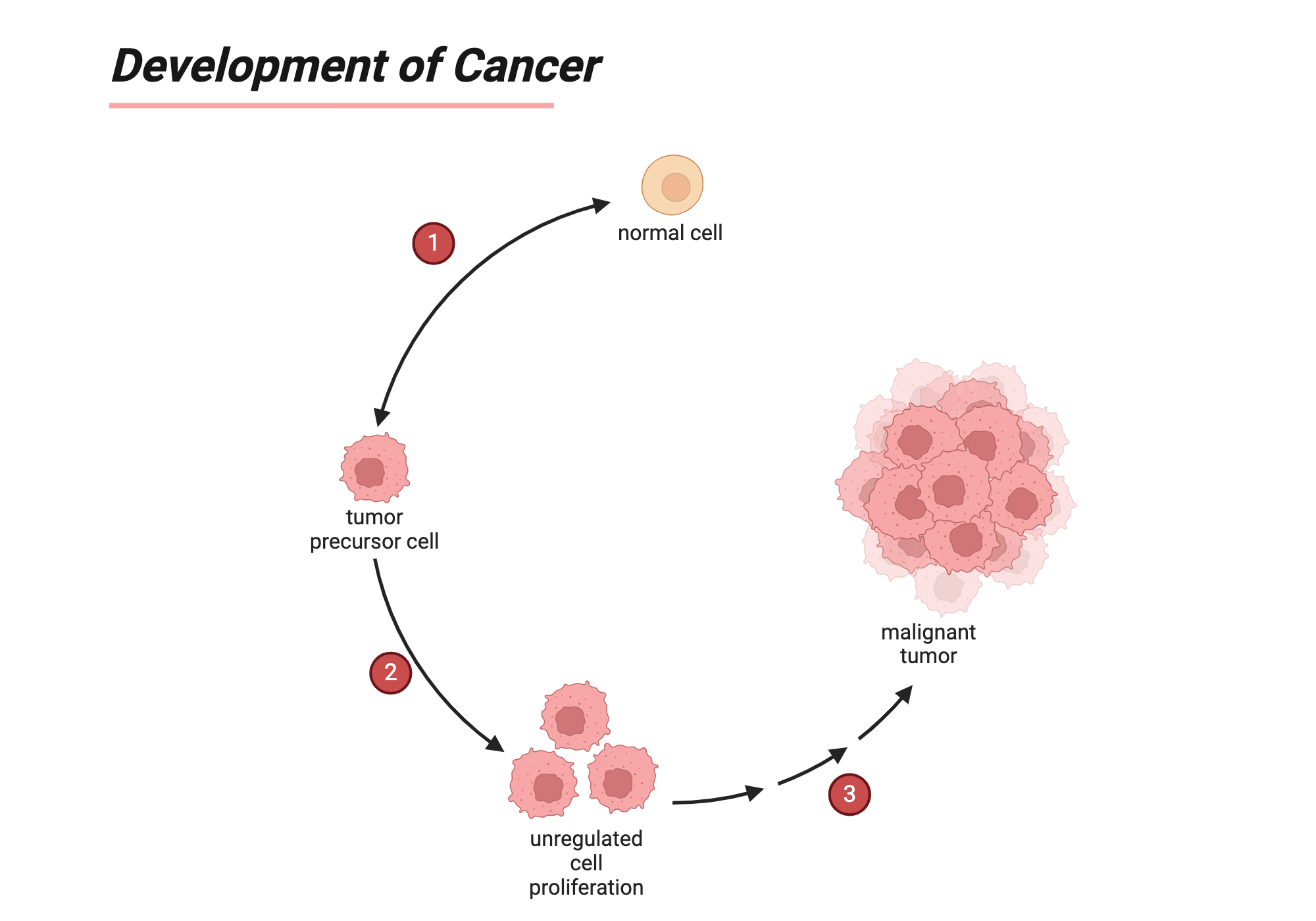 How Does Cancer Develop