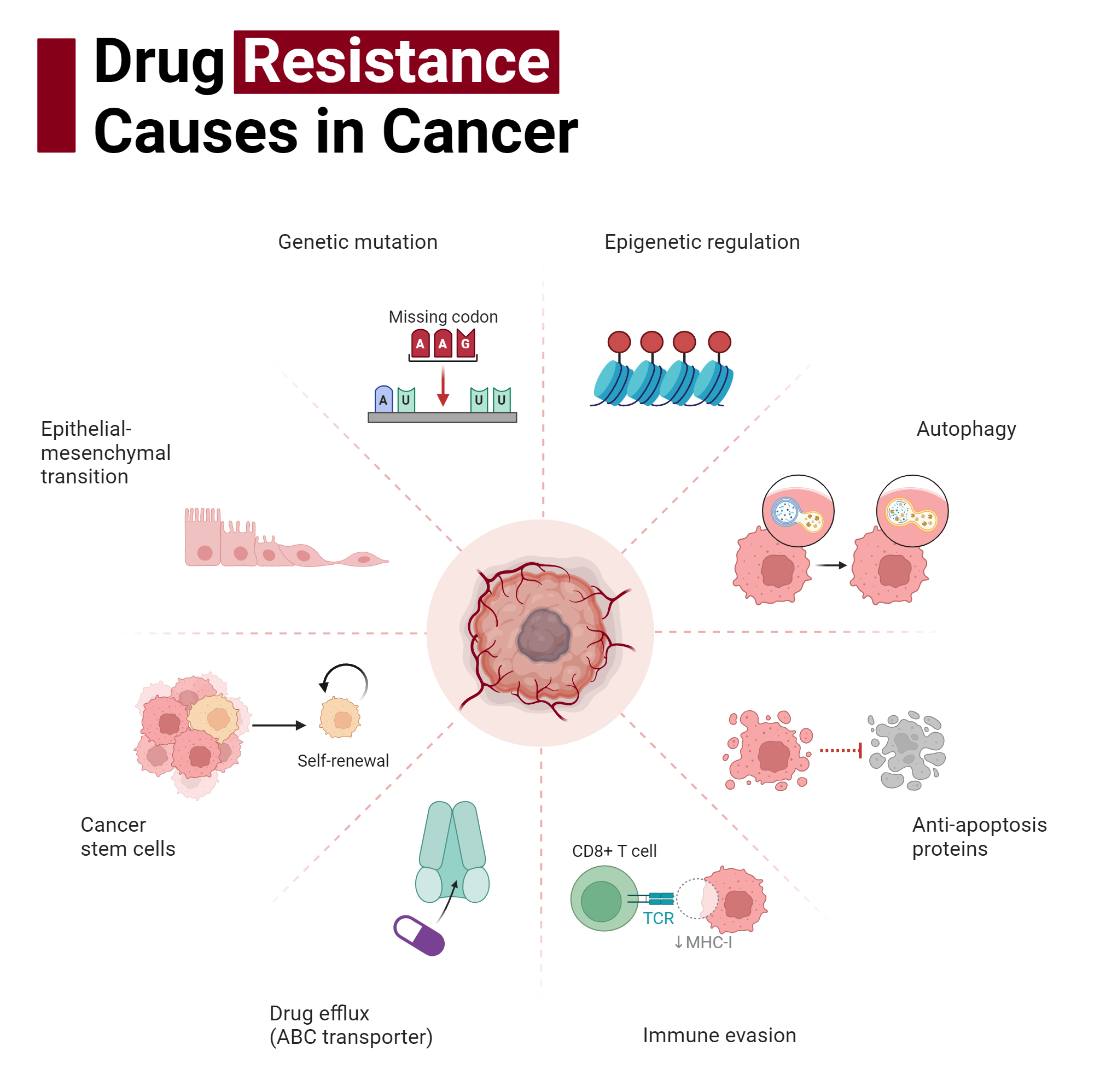 The Stat3 Pathway: A Deeper Dive Into Pancreatic Cancer Drug Resistance - etad2qb