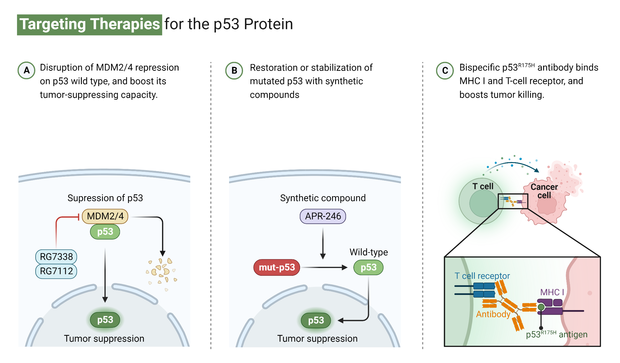 Cancer Targeting Therapies for the p53 | BioRender Science Templates