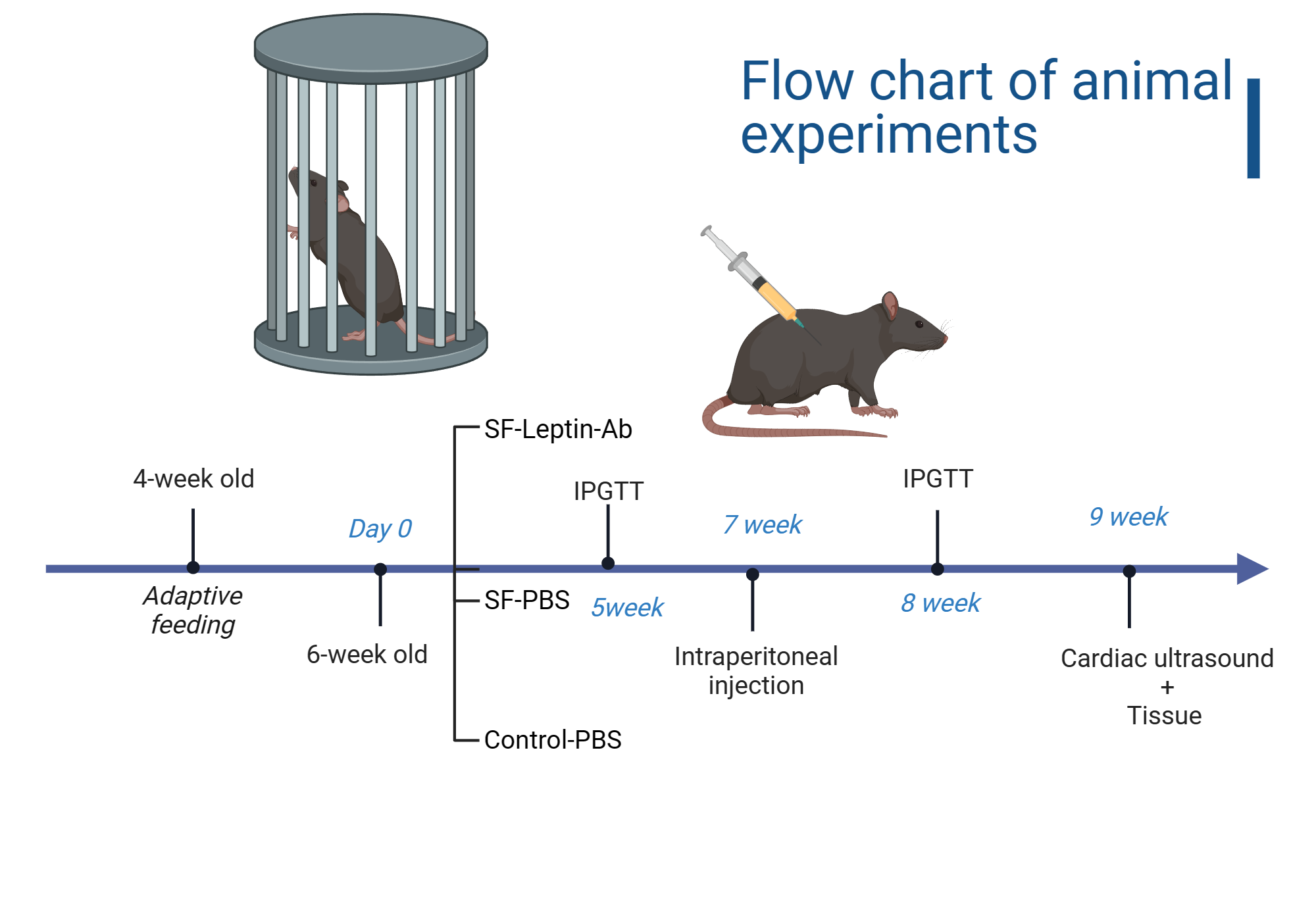 Flow chart of animal experiments | BioRender Science Templates