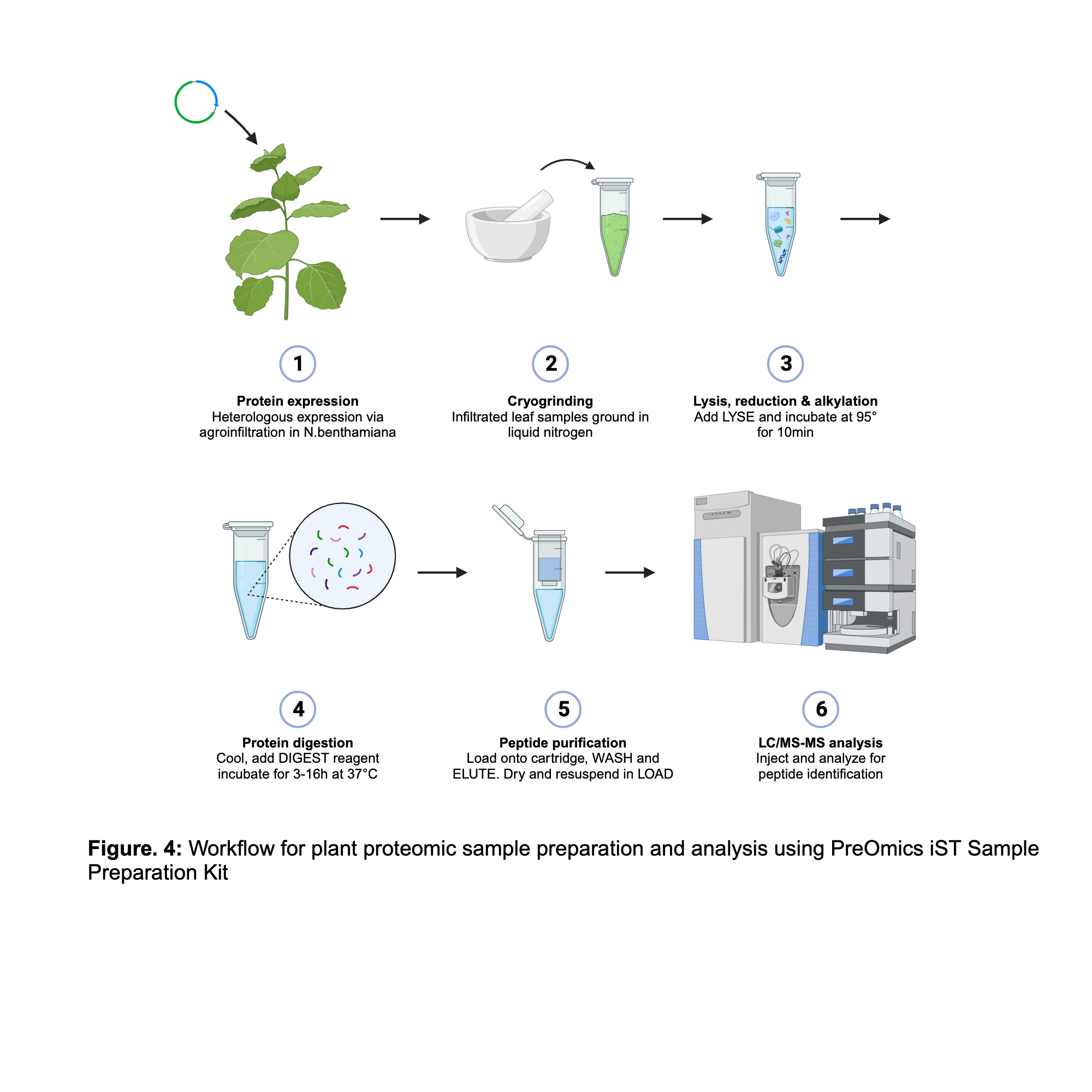 Bottom Up Plant proteomics BioRender Science Templates