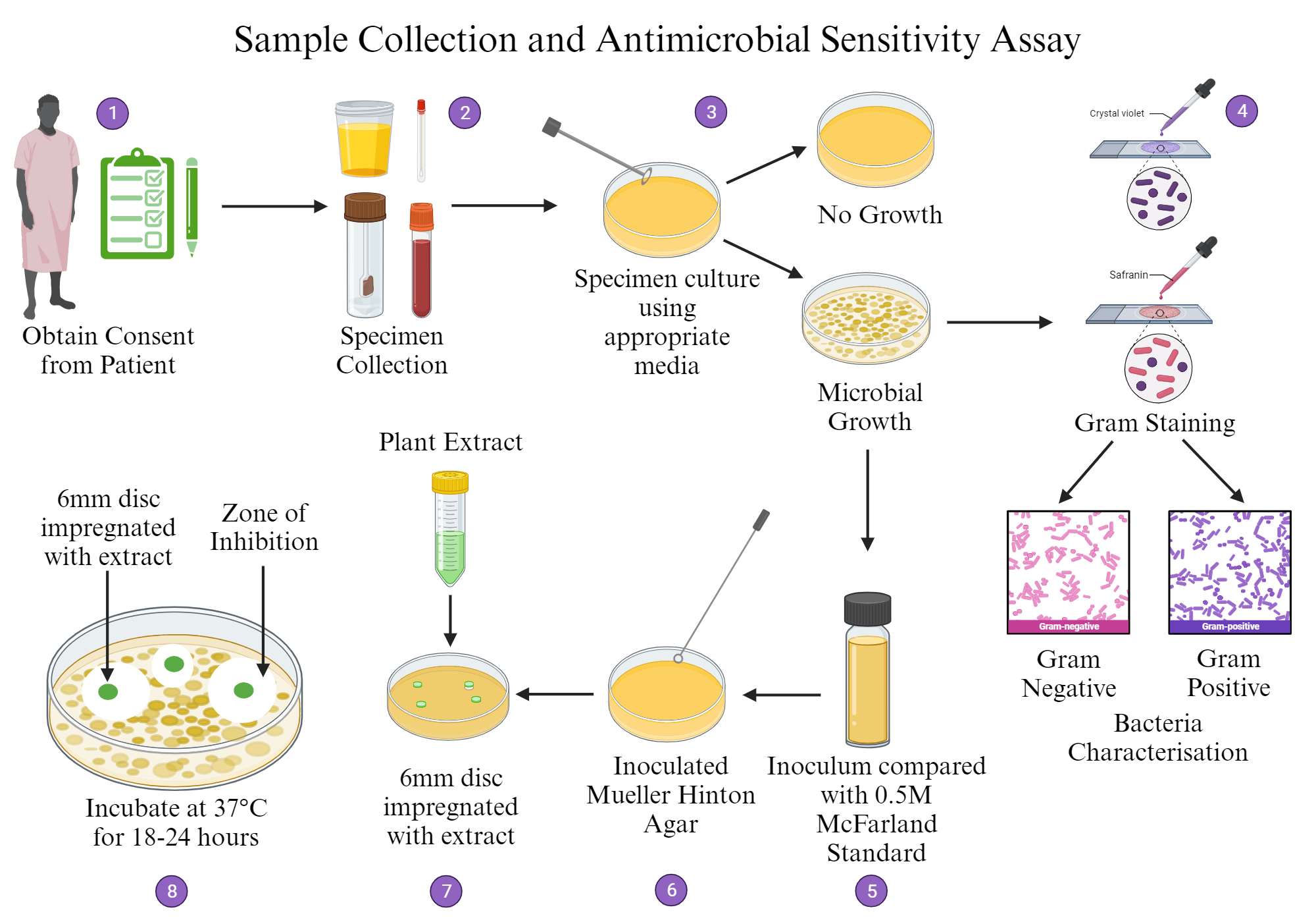 Sample Collection and Antimicrobial Sensitivity Assay BioRender