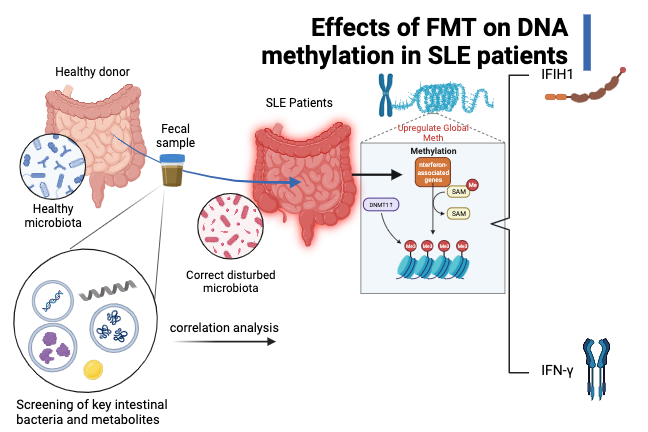 Gut Microbiota in SLE | BioRender Science Templates
